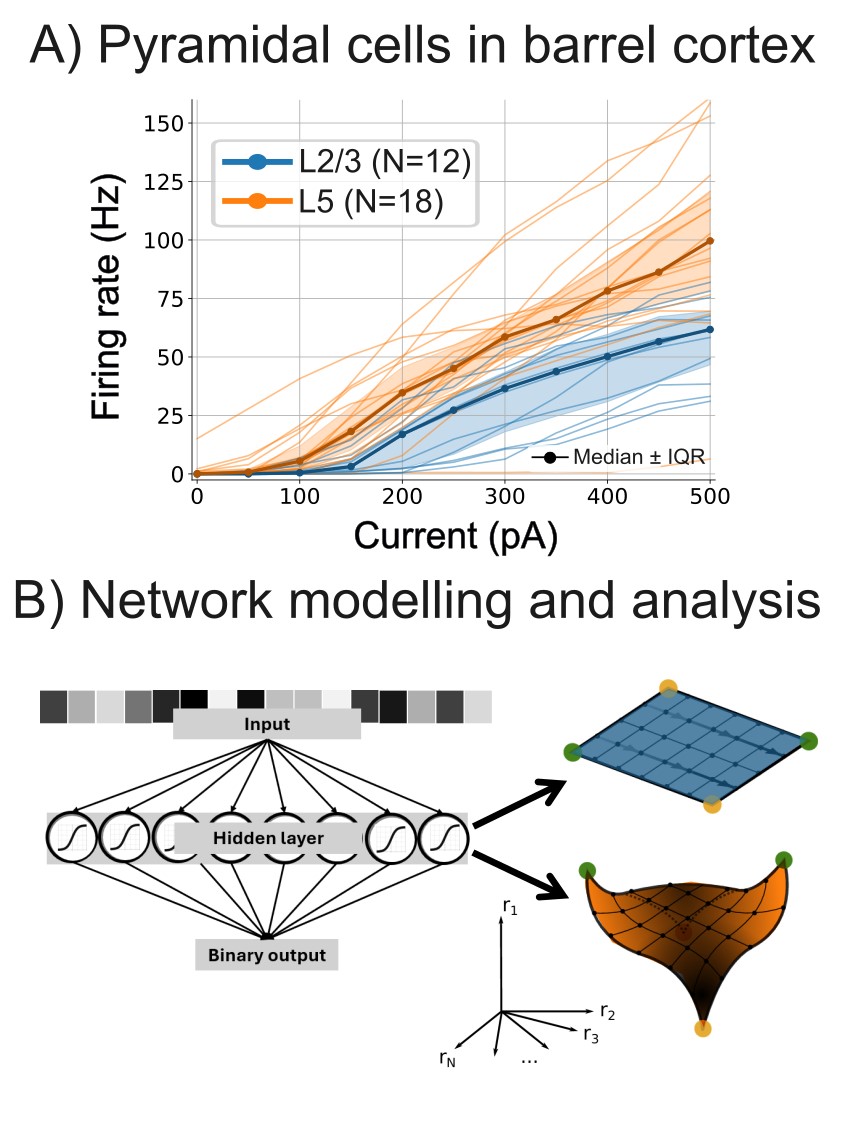 Figure containing two panels – Panel A shows the recorded fI curves of L2/3 and L5 cells in barrel cortex. Panel B shows a schematic of the network modelling approach and analysis method used.