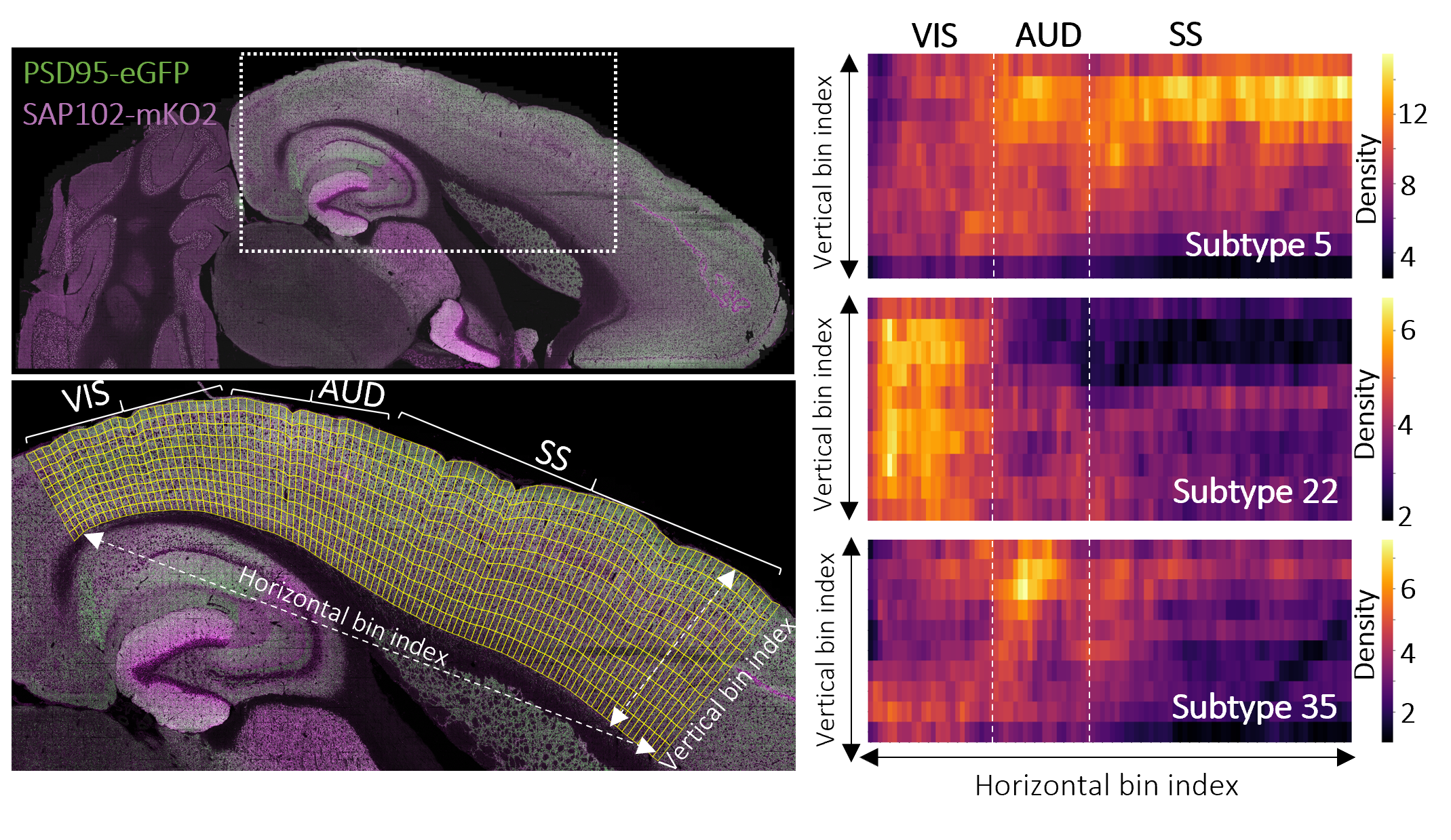  Using synaptome mapping, billions of postsynaptic puncta are imaged in brain slices from reporter mice expressing fluorescently labelled postsynaptic proteins (representative horizontal section shown in the top left). Machine learning based classification assigns synapses to 37 distinct subtypes based on postsynaptic protein composition (PSD95, SAP102) and synaptic morphology. Binning analysis (bottom left) enables visualization of spatial gradients of synapse subtypes across the auditory (AUD), visual (VIS), and somatosensory (SS) cortices. Heatmaps generated from these bins (right) reveal subtype-specific spatial distributions and regional enrichment; for example, subtype 5 is preferentially enriched in superficial layers of the SS cortex. Synapse density is quantified as the number of puncta per 100 μm².