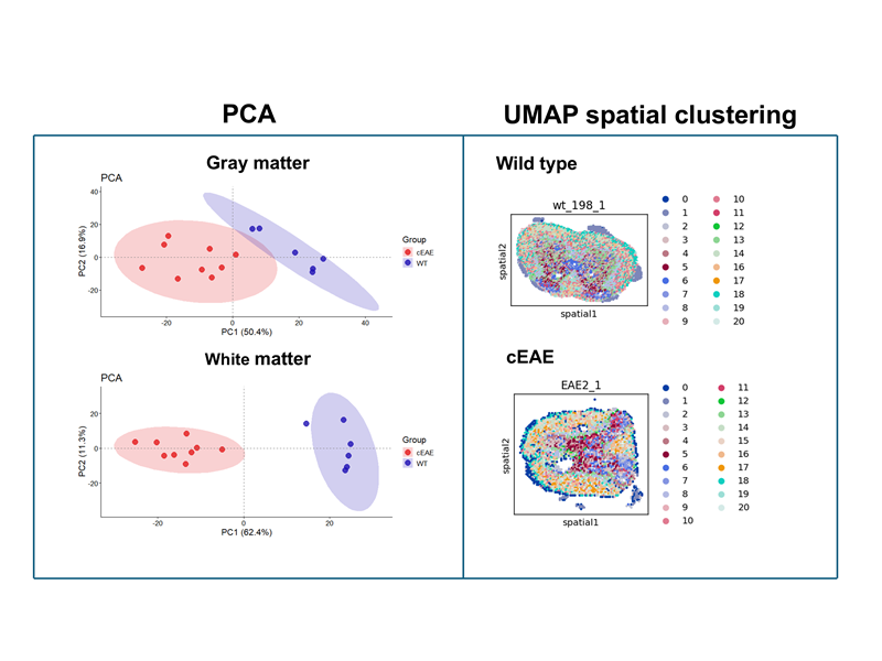 Figure 1. Principal component analysis (PCA) and UMAP spatial clustering of spinal cord metabolites. On the left, PCA of metabolite profiles in gray and white matter shows two distinct groups separating wild-type (WT) and chronic EAE (cEAE) mice. On the right, UMAP representation of spatial metabolite profiles from spinal cord slices of WT and cEAE mice. Each point represents a single spatial pixel with its metabolite profile, and color coding indicates cluster assignment across conditions, highlighting region-specific metabolic differences.
