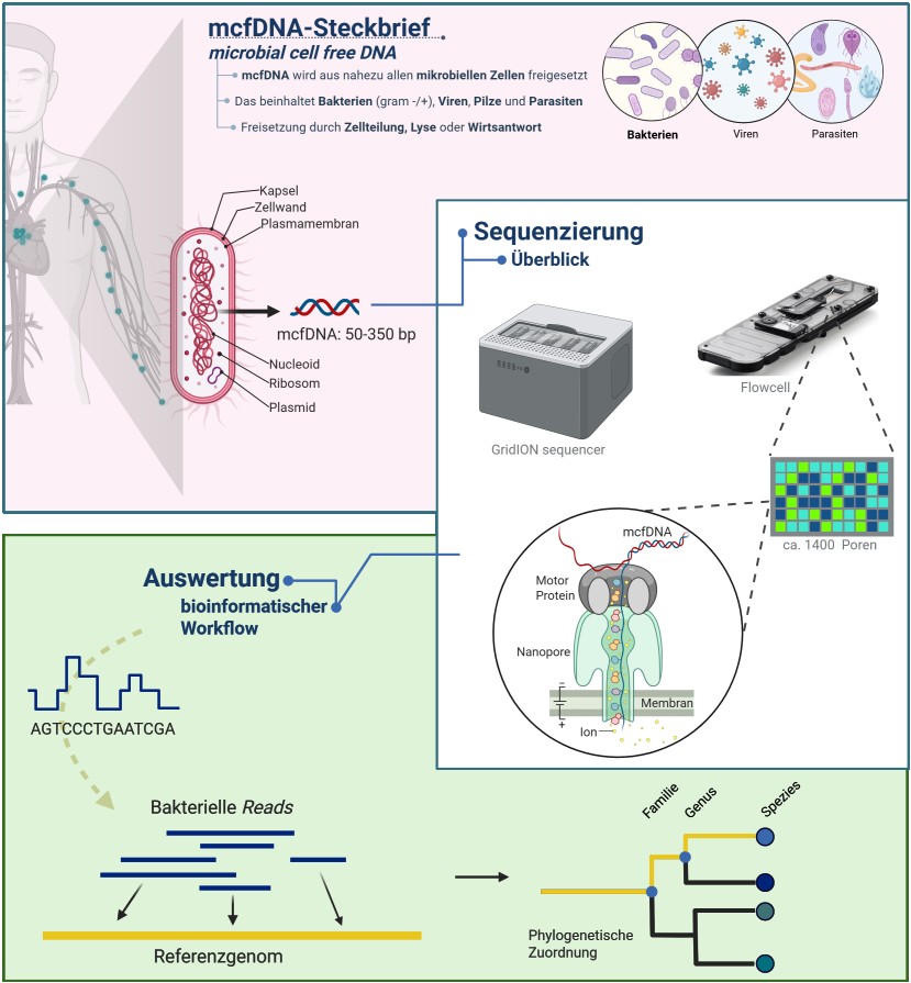Abbildung 1: Schematische Darstellung des Workflows: Eigenschaften von mcfDNA, Sequenzierung mit Nanopore-Technologie, bioinformatische Auswertung.