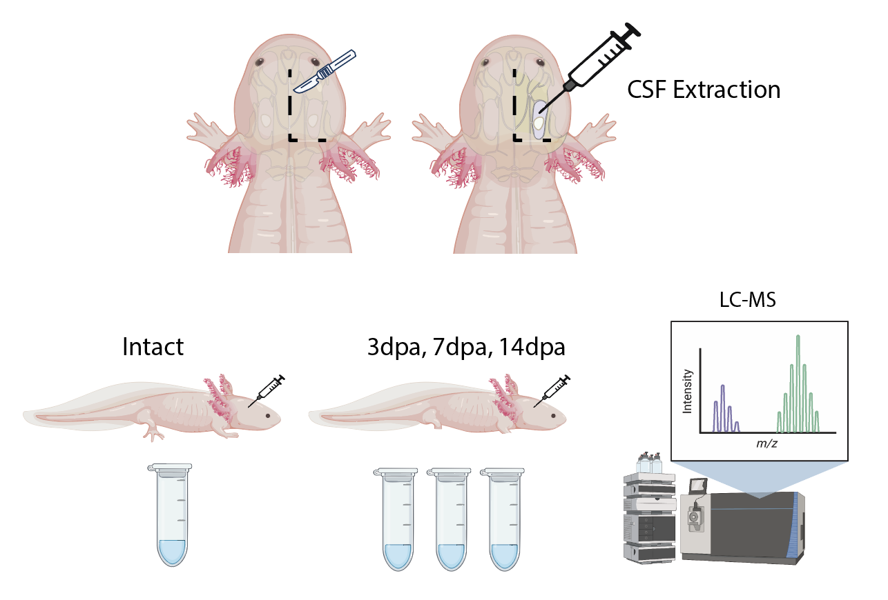 This figure provides a basic overview of CSF extraction in axolotl. Samples were taken during homeostasis and at 3, 7, and 14 days after limb amputation (dpa) for Liquid Chromatography-Mass Spectrometry (LC-MS). 