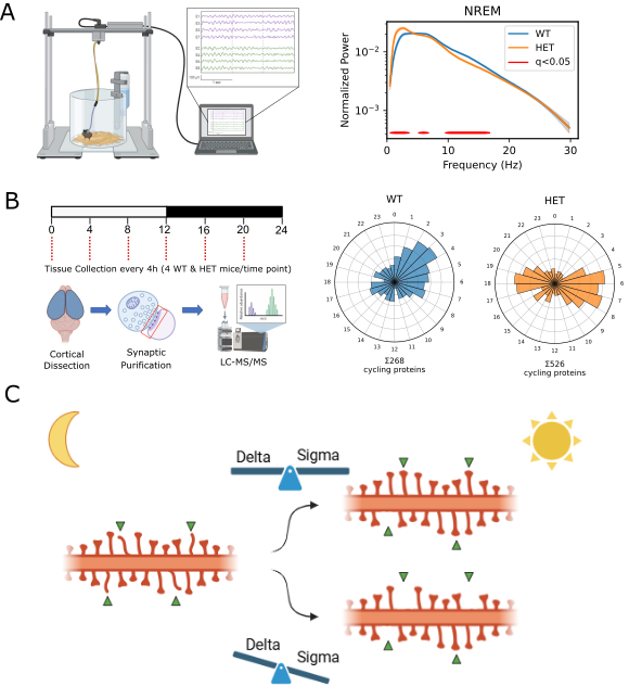 Panel A shows a schematic image representing the electroencephalogram (EEG) setup (left) and a power spectrum showing increased delta power and decreased sigma power in Syngap1 HET mice (right). Panel B shows the experimental design of the mass spectrometry experiment (right) and the distribution of the peaks of WT-specific (blue) and HET-specific (orange) daily regulated proteins. Finally, panel C shows an scheme summarizing our proposed model: while normal amount of Delta/Sigma power leads to synaptic stabilization during sleep, their unbalance (increased Delta and decreased Sigma) in Syngap1 HET mice leads to synaptic weakening