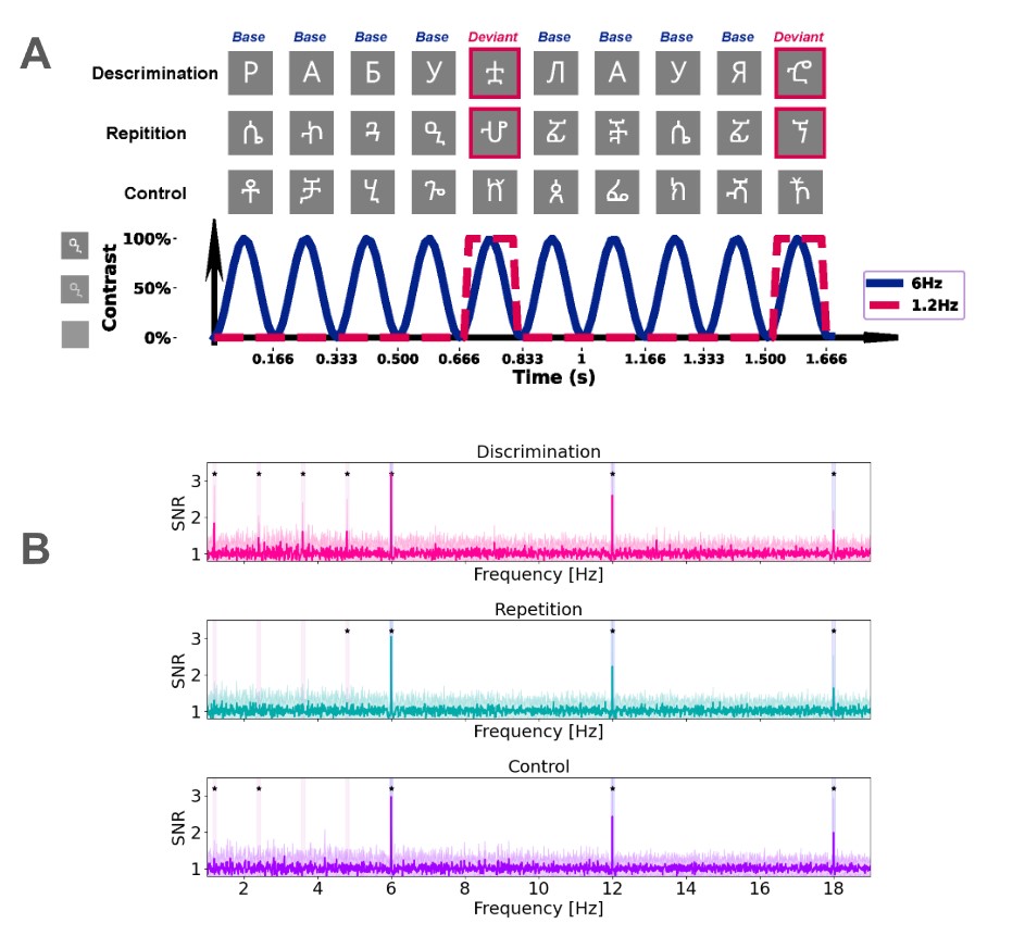 Figure 1. A) Schematic representation of the experimental paradigm. There were three conditions: Discrimination with pseudoletters (N=6) within cirilic letters (N=6) (first line), Repetition with pseudoletters (N=6) within another pseudoletters (N=6) (second line) and Control with pseudoletters (N=12) presented in random order (third line). Each stimulation sequence lasted 120 sec, during which stimuli were presented by sinusoidal contrast modulation at 6 Hz. Deviant stimuli appeared at 6/5 Hz (1.2 Hz) and highlighted in pink. B) Averaged SNR EEG spectra at the Parietal-Occipital ROI. Vertical bars indicate frequencies of interest (blue – frequency of base stimulation, pink – frequency of deviant stimulation). The asterisk (*) points to the harmonics that demonstrated statistically significant responses (z-scores > 3.1).