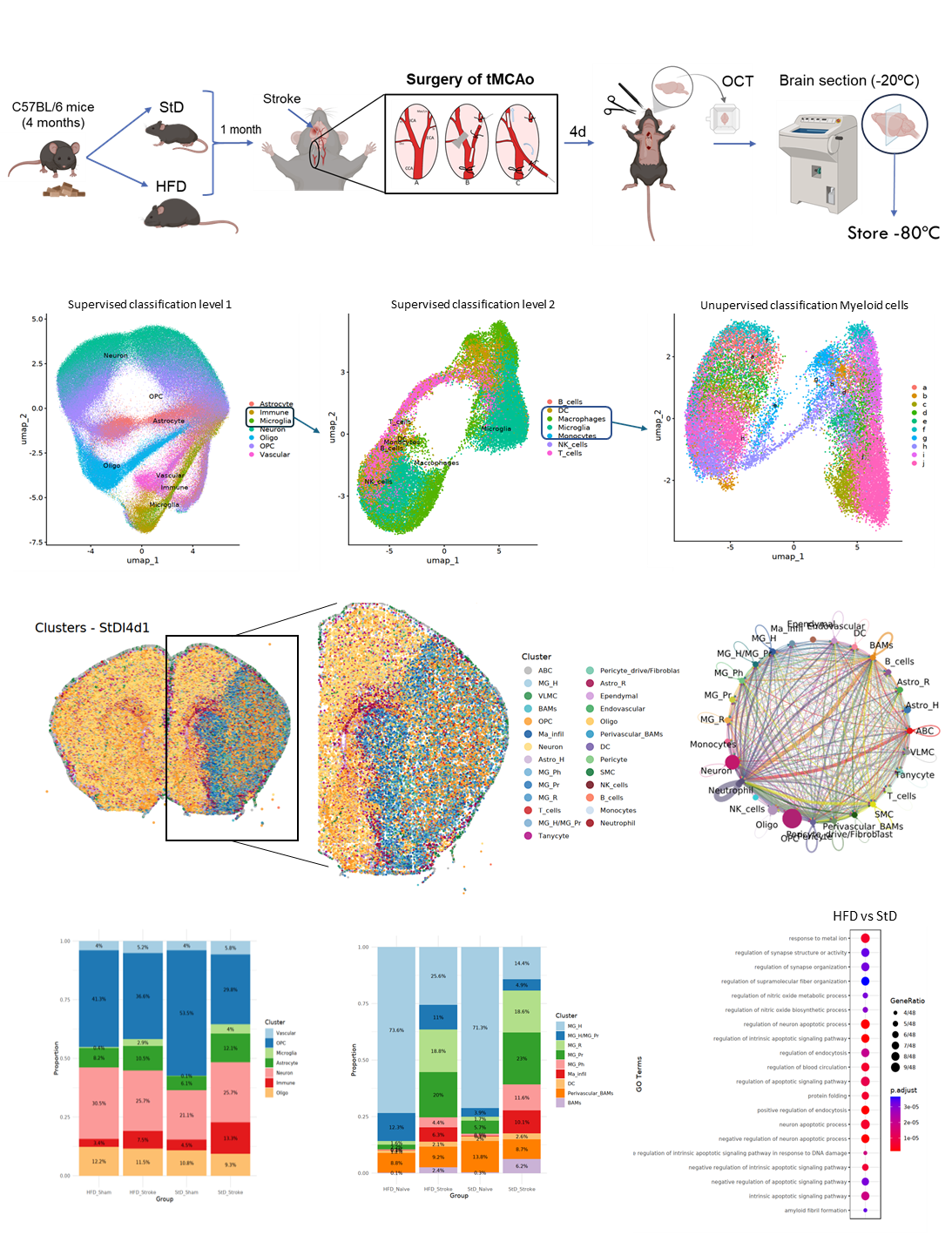 Figure: Spatial transcriptomic analysis of cellular heterogeneity and interactions in ischemic stroke under standard and high-fat diet conditions. The upper panels illustrate the experimental and analytical workflow. The first panel summarizes the animal groups, dietary conditions, transient middle cerebral artery occlusion surgery, and tissue processing, including cryosectioning and sample preservation. The second panel shows UMAP representations of cell classification at different resolution levels obtained using InSituType, including level 1 broad cell types, level 2 refined subclasses, and unsupervised clustering of myeloid populations, integrating spatial transcriptomic information. The middle panel presents a representative spatial map of cell-type distribution in an ischemic brain section, with the left image showing the whole brain, the center image highlighting the ipsilateral hemisphere, and the right panel depicting inferred cell–cell interaction networks. The lower panels display quantitative and functional analyses, including the proportion of level 1 cell types across experimental groups (HFD_Naive, HFD_Stroke, StD_Naive, StD_Stroke), the relative abundance of myeloid cell populations in the same groups, and Gene Ontology enrichment analysis of differentially expressed genes between naïve high-fat and standard diet conditions. Acknowledgments: Leire Pedrosa Staff hired under the Generation D initiative, promoted by Red.es, an organisation attached to the Ministry for Digital Transformation and the Civil Service, for the attraction and retention of talent through grants and training contracts, financed by the Recovery, Transformation and Resilience Plan through the European Union's Next Generation funds. Study funded by grant PID2023-150949OB-I00, by MCIN/AEI/ 10.13039/501100011033 and “ERDF A way of making Europe”, by the “European Union (EU)”. 