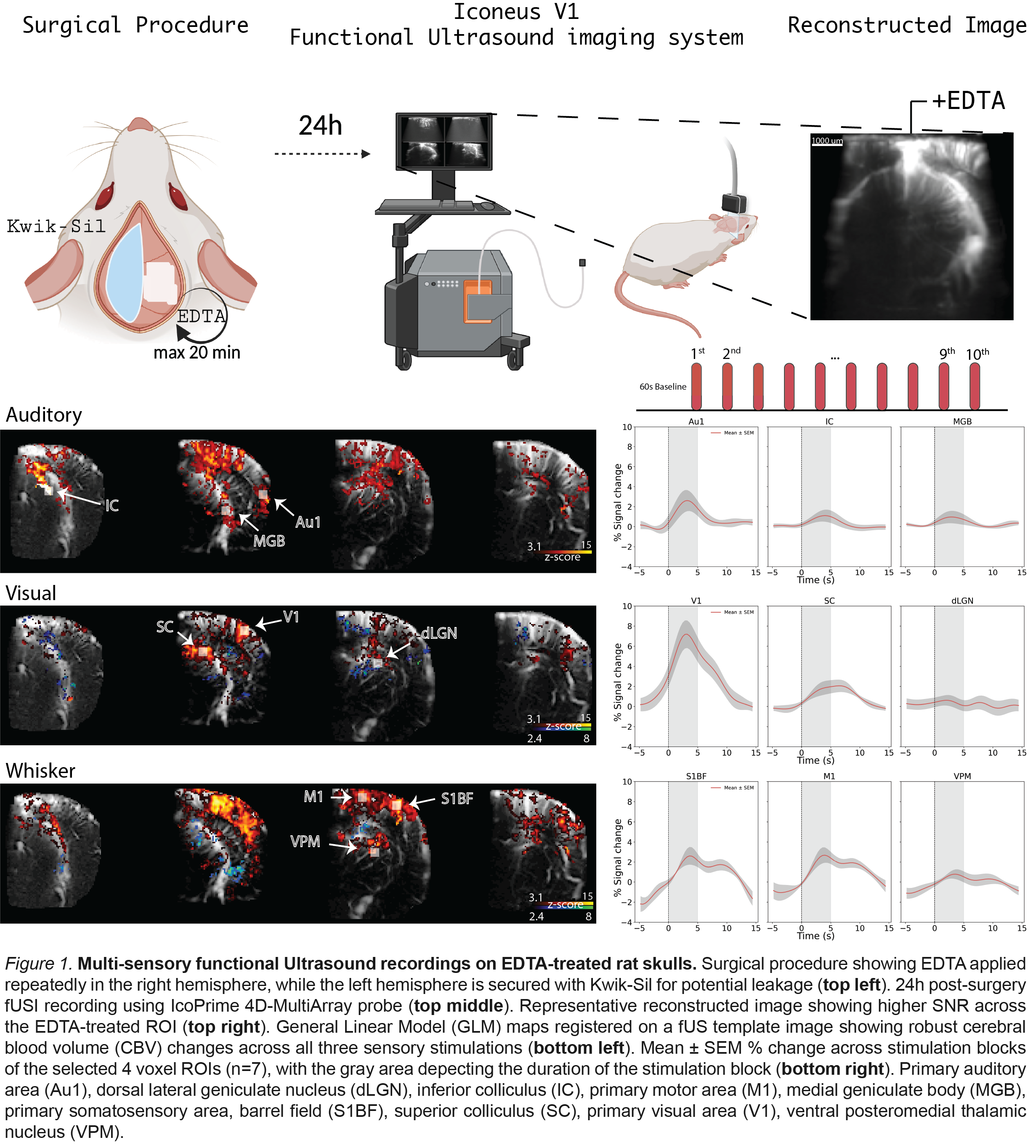 Robust multisensory responses across all sensory modalities. EDTA was applied on thinned rat skulls. 24h post-surgery fUSI was recorded showing strong signal under the EDTA-treated area, even at deep subcortical regions. ROI analysis from voxels on anatomically relevant areas depict stimulus-locked hemodynamic responses.