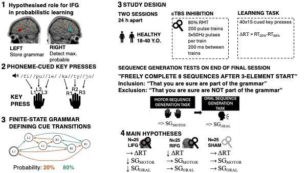 An overview of the study design. The project aims to investigate the functional roles of the inferior frontal gyrus in probabilistic learning of phoneme-key press sequences drawn from a finite state grammar. Participants are healthy 18-40 year olds. Left or right inferior frontal gyrus is inhibited using continuous theta burst stimulation or sham in independent groups of 25 participants before learning. Main hypotheses are that the difference in response times between highly and less likely transitions will be hindered in the righ-stimulated group while the left stimulated group will be hindered in their ability to generate grammar-accurate sequences.