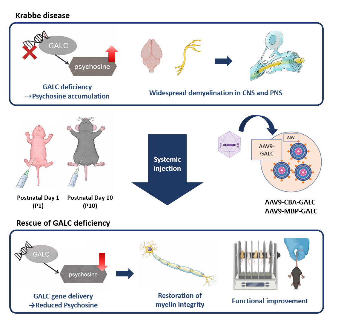 Schematic overview of GALC deficiency–induced demyelination in the CNS and PNS, systemic AAV9-GALC delivery at postnatal day 1 or 10, and subsequent restoration of myelin integrity and functional improvement.