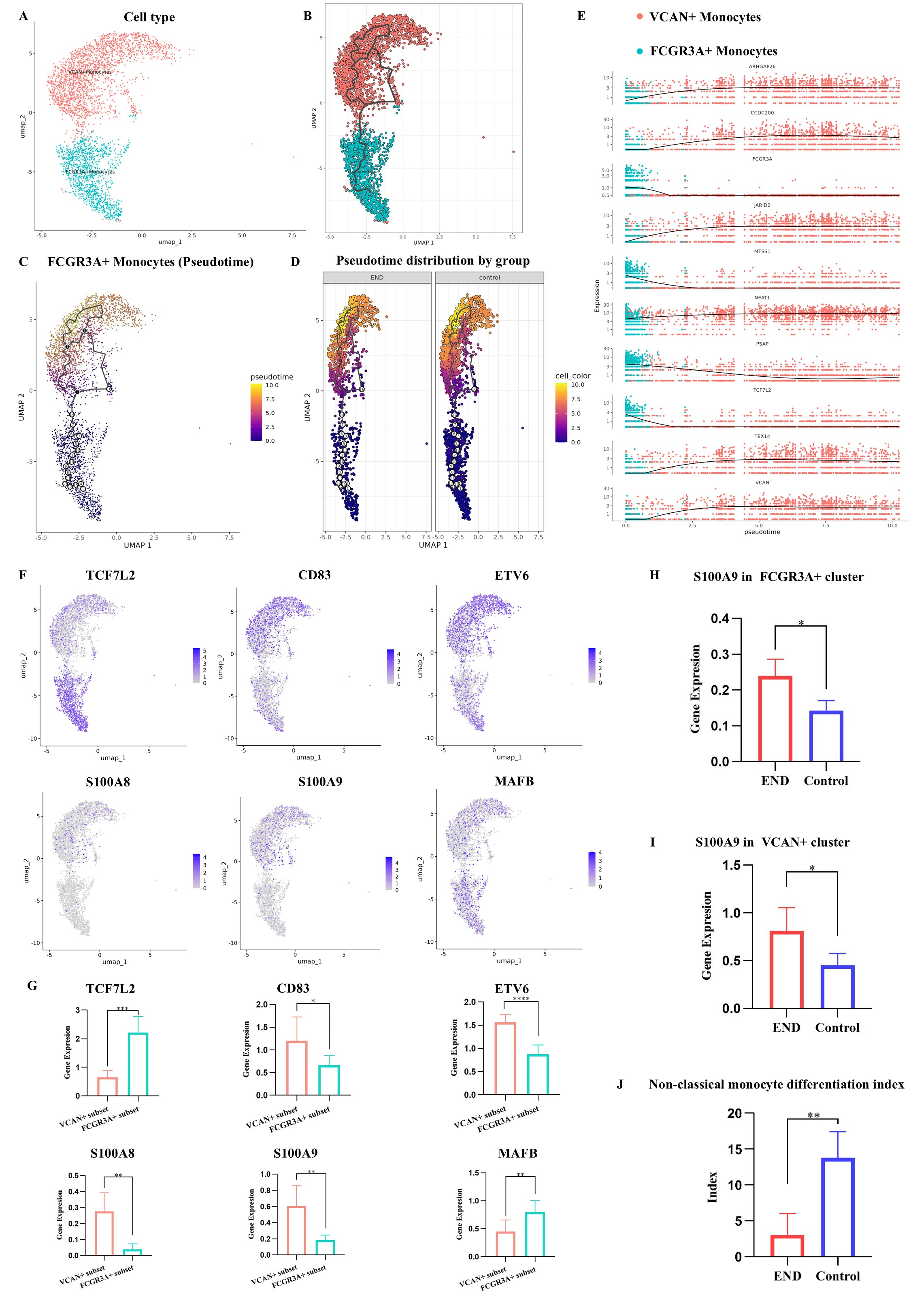 Figure 1. Single-cell profiling reveals the pro-inflammatory differentiation trajectory of non-classical monocytes in AIS patients with early neurological deterioration (END). (A) UMAP projection showing two major monocyte clusters: CD14–FCGR3A+ (non-classical) and VCAN+ subsets. (B-D) Pseudotime trajectory analysis illustrating the differentiation tendency from non-classical monocytes toward the VCAN+ subset in control (B, C) and END (D) groups. (E) Top 10 genes (including TCF7L2) driving the developmental trajectory. (F, G) Violin plots (F) and heatmap (G) displaying expression levels of key genes (TCF7L2, CD83, ETV6, S100A8, S100A9, MAFB) in the two monocyte subsets. (H, I) Expression of S100A9 in the FCGR3A+ (H) and VCAN+ (I) subsets, comparing END and control groups. (J) A derived index quantifying non-classical monocyte differentiation propensity, showing significant elevation in the END group.