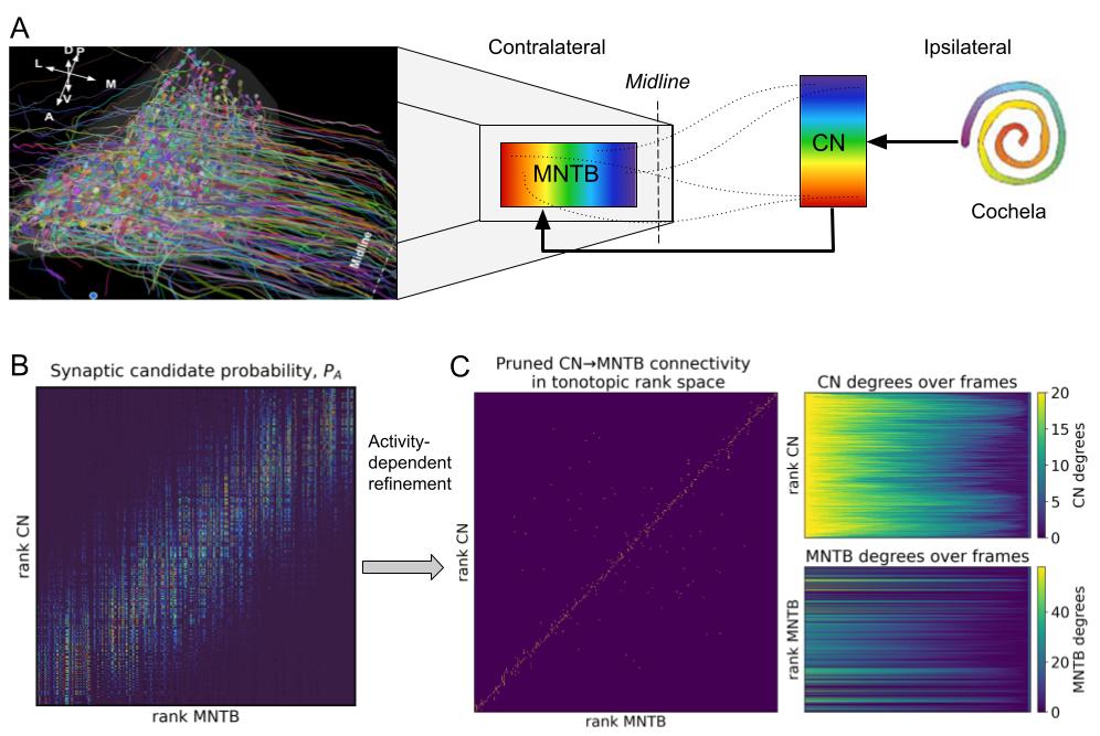 Fig 1. (A) Anatomical context for the developing cochlear nucleus (CN) to medial nucleus of the trapezoid body (MNTB) projection. Right: schematic of the CN (ipsilateral) projecting across the midline to the MNTB (contralateral), with a colour gradient indicating the coded frequency along the tonotopic axis. Left: representative multicolour 3D axon tracing illustrating dense CN axon trajectories approaching the MNTB. (B) Candidate contact stage in tonotopic rank space. The heatmap shows the synaptic candidate probability for CN-MNTB pairs, computed from geometric proximity and tonotopic mismatch. (C) Activity-dependent refinement. Left: the resulting pruned CN:MNTB connectivity displayed in the same rank space after patterned activity-driven synaptic updates removal of weak contacts. Right: evolution of node degrees over activity frames for CN (top) and MNTB (bottom), summarizing how initially multi-connectivity is progressively redistributed and sparse during refinement.