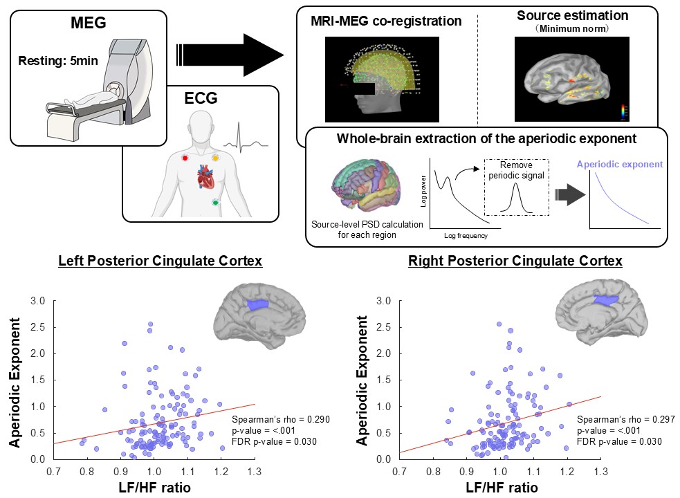 A composite figure showing the study methodology and results. The top panel illustrates the experimental workflow, including simultaneous resting-state MEG and ECG recordings, MRI co-registration, and the extraction of the aperiodic exponent from the power spectrum. The bottom panel displays two scatter plots demonstrating a positive correlation between the cardiac LF/HF ratio (x-axis) and the aperiodic exponent (y-axis) in the left and right posterior cingulate cortex.