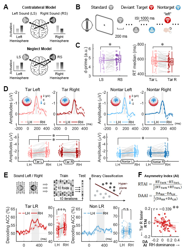 Auditory selective attention and its right-hemisphere dominance in spatial localization were examined using a three-stimulus auditory oddball task with unilateral sounds. Behaviorally, right-ear targets were detected faster and with higher sensitivity than left-ear targets, indicating a right-side advantage. ERP analyses showed comparable bilateral posterior N1 component to right target sounds, whereas left target sounds elicited pronounced right-hemisphere dominance with reduced left-hemisphere posterior N1component. For nontarget sounds, no right-ear N1 enhancement was observed, but the right hemisphere consistently exhibited stronger N1 to ipsilateral sounds, reflecting an early hemispheric bias independent of task relevance. Multivariate pattern analysis revealed higher decoding accuracy for target location in the right than left hemisphere, and stronger right-hemispheric decoding dominance was associated with faster responses to right-ear targets.