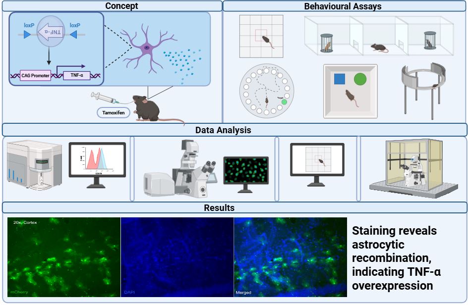 This figure depicts the concept of my research. Here the astrocyte-specific overexpression of TNF-alpha is driven in a Cre-dependent manner to achieve low-grade, chronic neuroinflammation in mice. To observe the behavioural effect of this, several assays were conducted. Pilot data obtained from the behavioural assays were analysed alongside brain tissue collected from the mice via flow cytometry and immunohistochemistry. Results from the study showed widespread neuroinflammation, indicative of astrocytic recombination and TNF-alpha overexpression. 