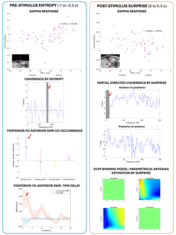 The figure shows different results related to entropy and surprise responses along the hippocampal long axis, measured by intracranial EEG. Pre-stimulus entropy is associated to gamma suppression in the head-body boundary, to increased connectivity along the long axis in the ripple frequency band, and to increased co-occurrence of sharp-wave ripples (SWRs) in posterior and anterior hippocampus, with posterior SWRs preceding anterior. This co-occurrence was associated to significant phase shift and time delay in the posterior to anterior direction, corresponding to frequencies 2, 3 and 6 Hz. Post-stimulus surprise was associated to gamma response in both anterior and posterior, but greater in posterior region. Surprise was associated to a significant reduction in partial directed coherence in the anterior to posterior direction involving the theta band. Dynamic causal modelling suggested that surprise de-coupled anterior and posterior hippocampus.