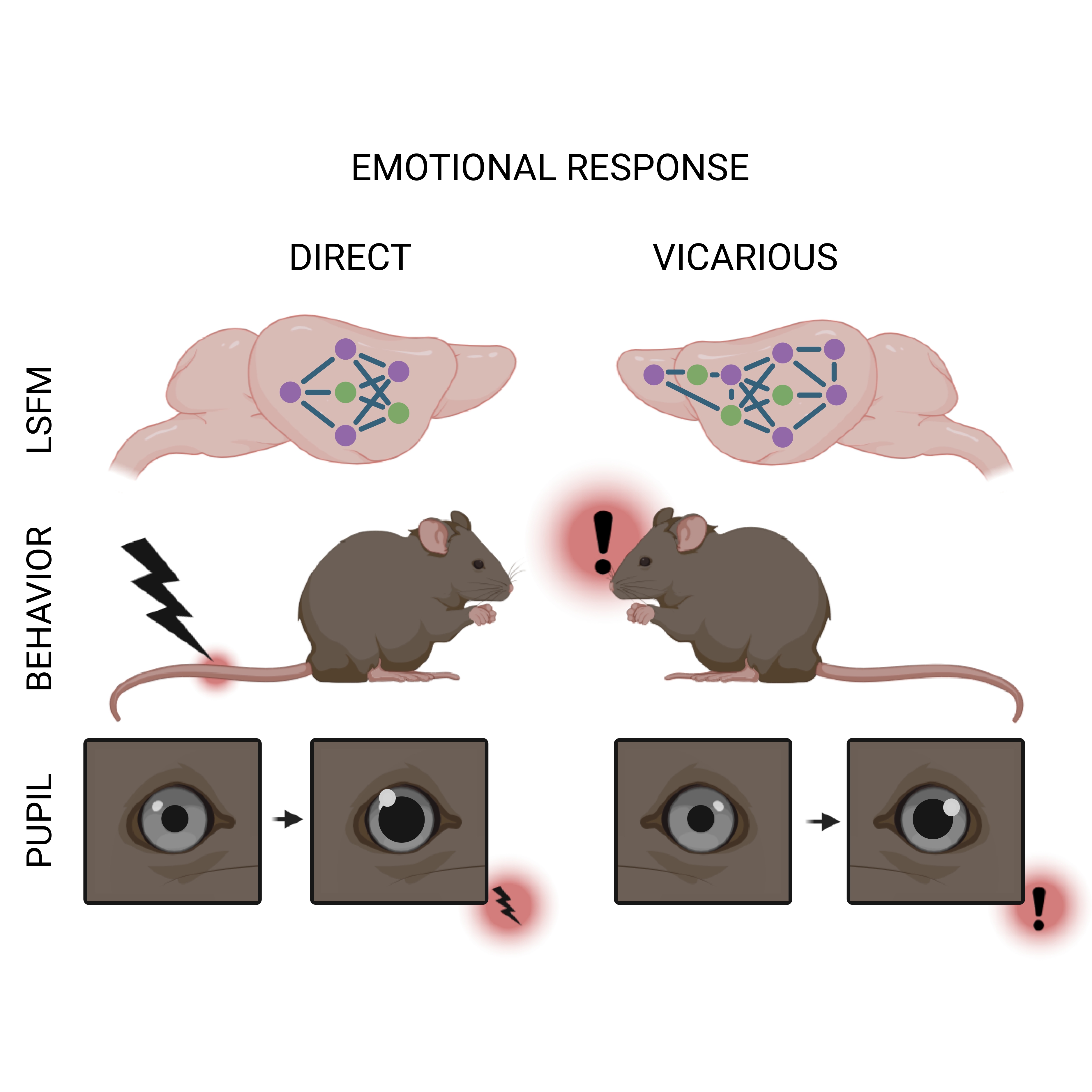 This graphical abstract illustrates the recruitment of multiple overlapping brain regions during both direct and vicarious emotional responses, with the vicarious condition engaging an even broader network of areas. It also depicts an observer mouse reacting to a demonstrator receiving a tail shock, with both animals showing pupil dilation as an index of emotional response.