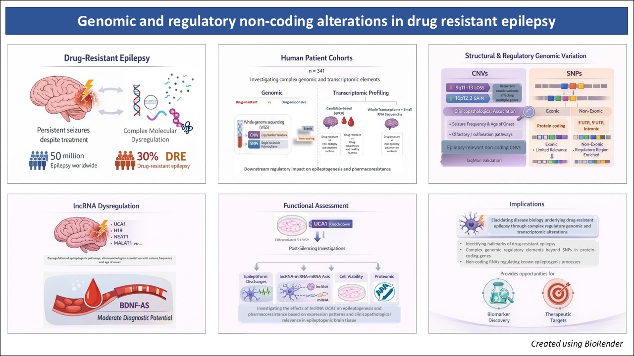 Graphical abstract illustrating the investigation of complex regulatory genomic and transcriptomic alterations associated with drug-resistant epilepsy. Human patient cohorts (n=341) are analyzed using whole-genome sequencing and transcriptomic profiling of brain and blood samples to identify exonic and noncoding copy number variants, SNPs, and dysregulated long non-coding RNAs. Key genomic and transcriptomic alterations are linked to clinicopathological features. Functional assessment of lncRNA UCA1 in neuronal cell models is performed to elucidate the role of this lncRNA on epileptogenesis. The study highlights implications for understanding disease biology, biomarker discovery, and therapeutic target identification.
