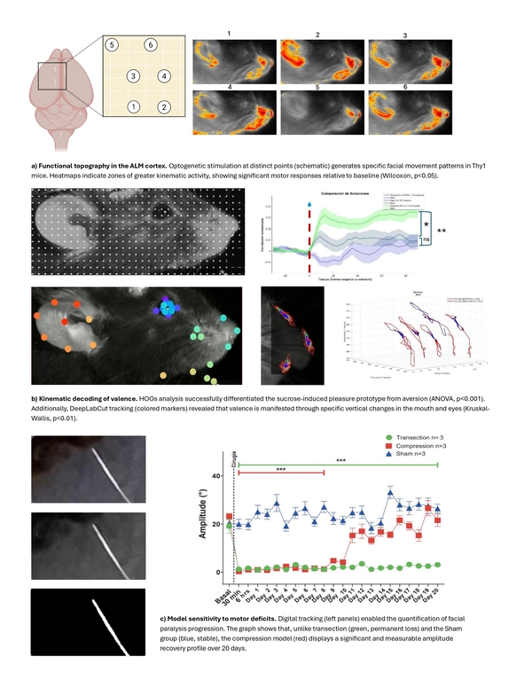 Composite scientific figure divided into three panels demonstrating facial expression analysis in mice. Panel (a) displays a brain schematic and heatmaps showing functional topography in the ALM cortex. Panel (b) shows mouse faces with tracking dots and graphs illustrating kinematic differences between pleasure and aversion stimuli. Panel (c) depicts whisker tracking lines and a longitudinal line graph comparing motor recovery amplitude over 20 days among nerve compression, transection, and sham groups.