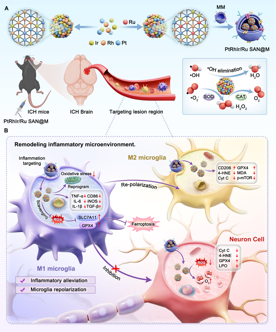 Schematic illustration of the fabrication of PtRhIr/Ru SAN@M and its cascade-targeting anti-inflammatory and antioxidative therapy for ICH.