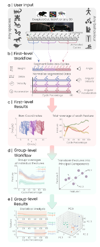 AutoGaitA Workflow showing how our tool processes coordinate datasets to provide group-level inference across species and perturbations.