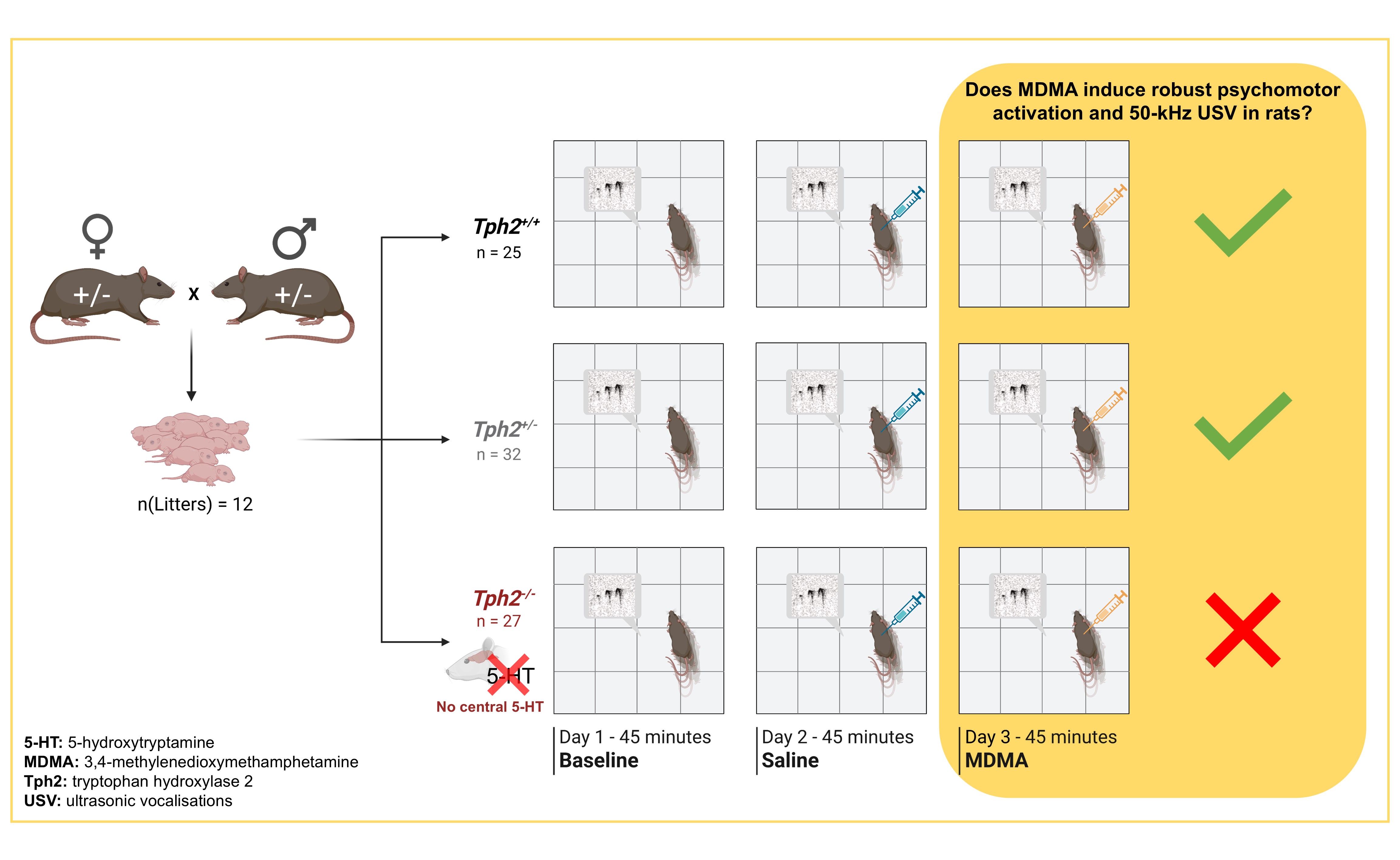 Graphical abstract: MDMA does not induce robust psychomotor activation and 50-kHz USV in Tph2-deficient rats.