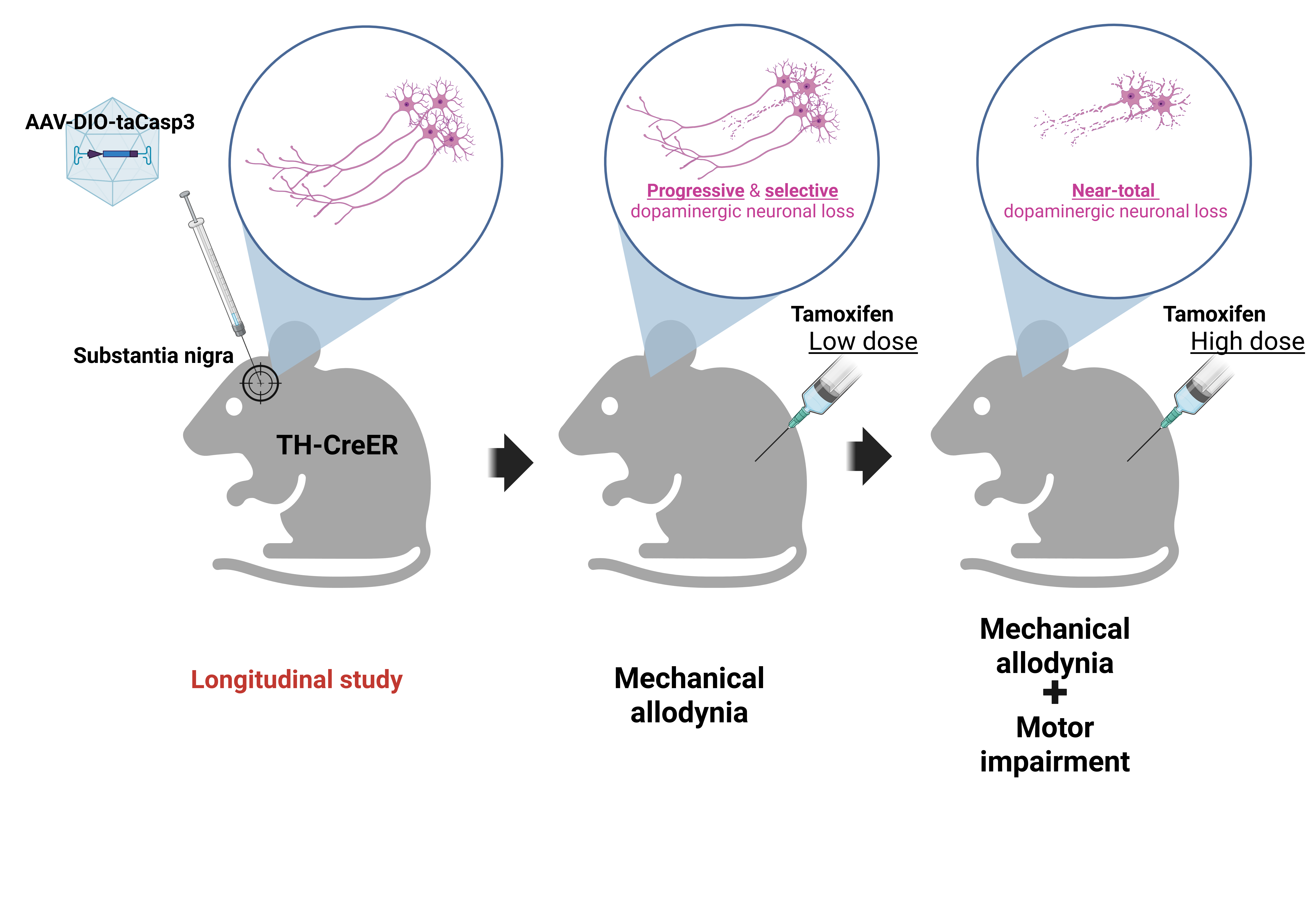 graphical abstract