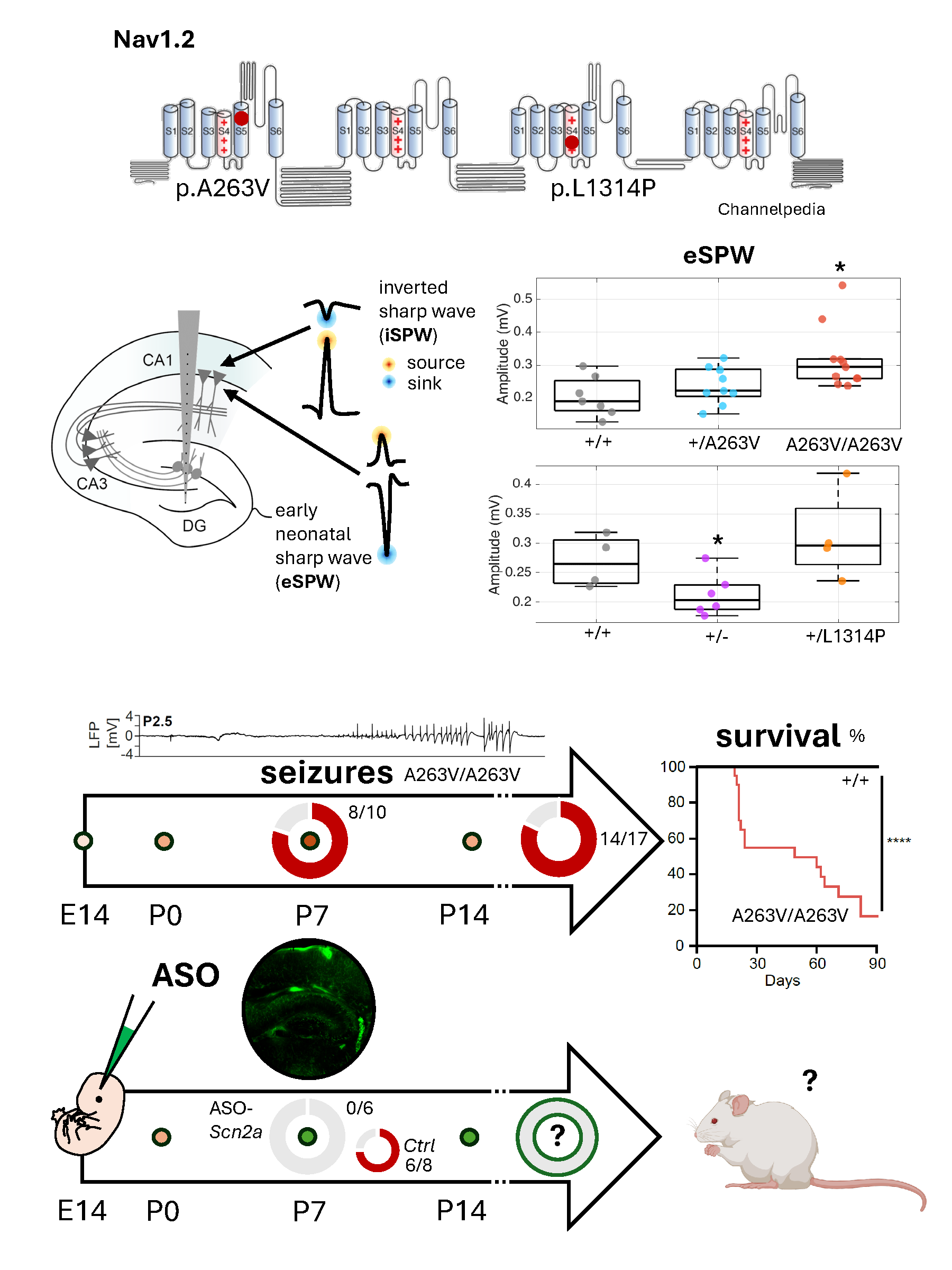 Graphical summary showing Nav1.2 mutations (p.A263V GoF, p.L1314P LoF), hippocampal sharp wave recordings at P6-P7 with boxplots demonstrating increased amplitude in GoF and decreased in knockout mice, timeline of seizure progression in homozygous GoF mice with survival curve, and ASO treatment paradigm showing seizure prevention (0/6 treated vs 6/8 controls).