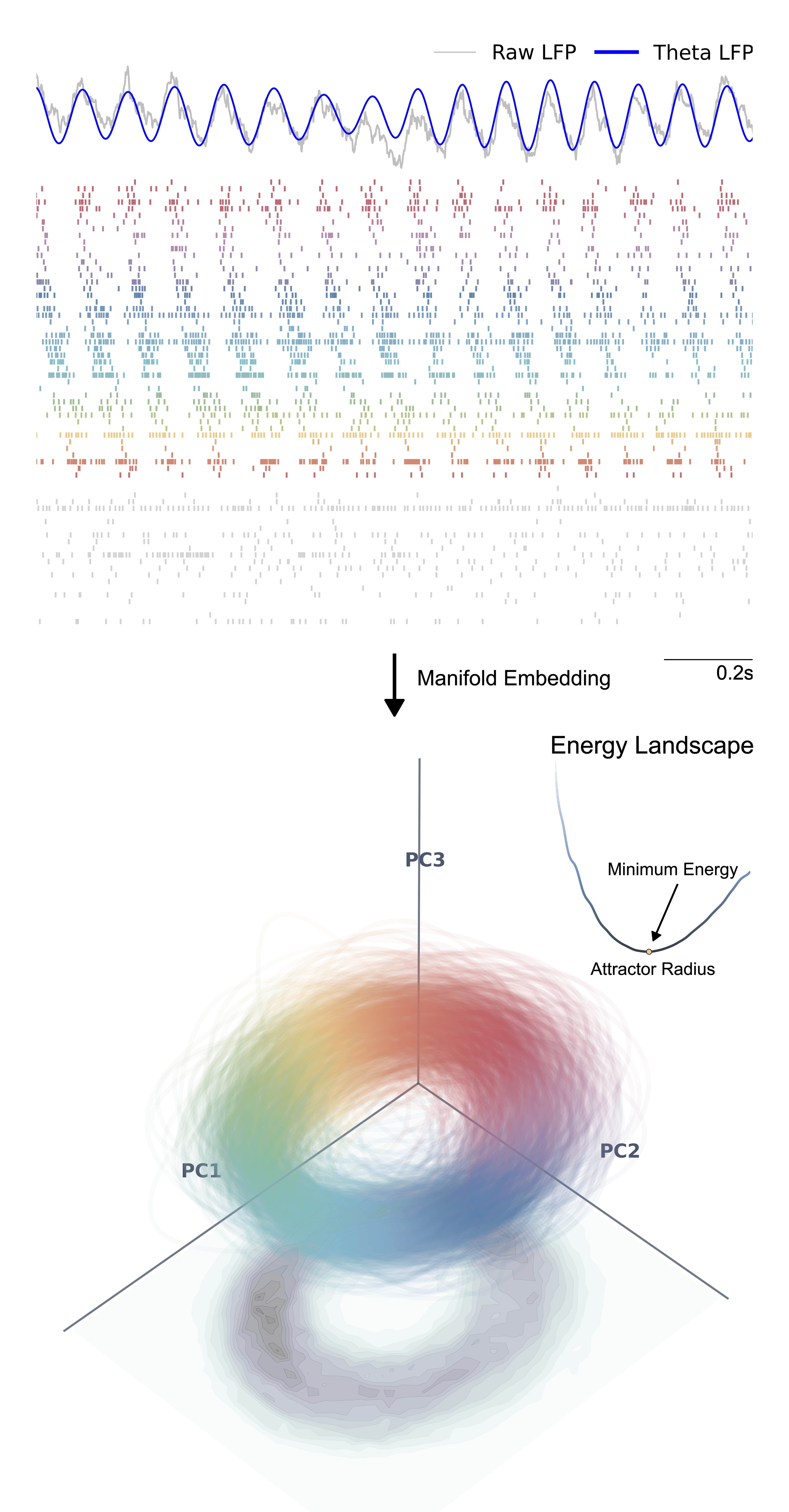 A vertical two-panel diagram illustrating neural dynamics. The top panel displays theta LFP traces above a spike raster plot, showing clear phase-locking. A central arrow labeled 'Manifold Embedding' points to the bottom panel, which features a 3D PCA plot revealing a rainbow-colored ring attractor. An inset 'Energy Landscape' graph depicts a potential well, indicating the system's stability.