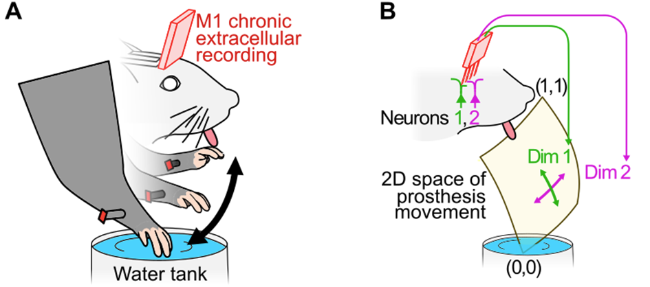 Panel A, mouse and artificial forelimb moving from the water tank to the mouse snout. Panel B, In the 2D version, the artificial forepaw carrying water moves on a 2D space, one neuron controlling one dimension. 