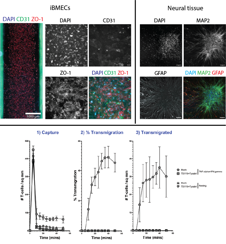 This figure shows immunofluorescence images of iBMECS and Neural tissue cultured within the MPS. iBMECs express DAPI, CD31 and ZO-1. Neural tissue expresses DAPI, MAP2 and GFAP. At the bottom of the figure, data of leukocyte migration assay shows that iBMECs support leukocyte transmigration. Leukocyte transmigration occurs in the presence of TNF-alpha+IFN gamma. Transmigration is blocked when cells are incubated with TS1/18+Tysabri.