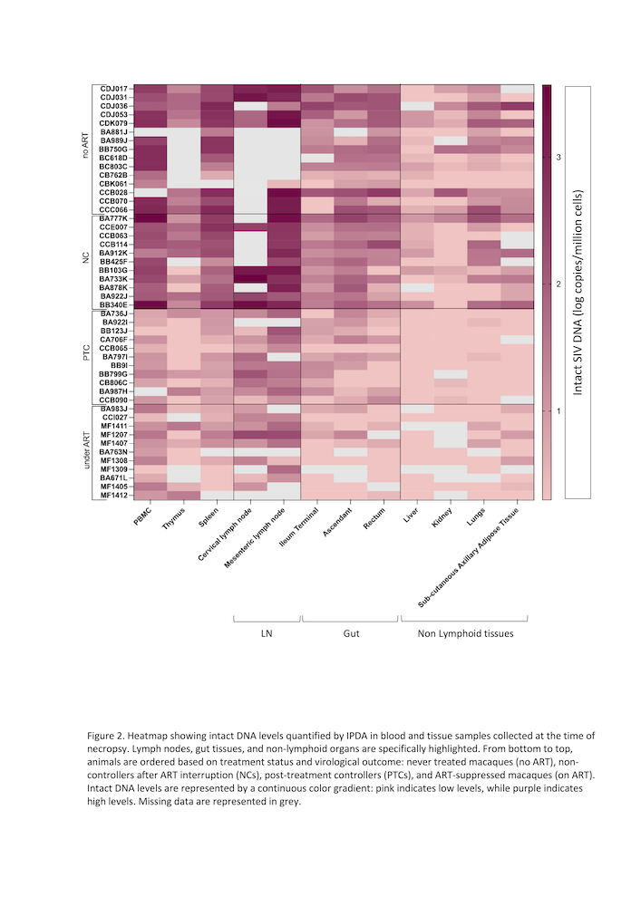 Figure 2. Heatmap showing intact DNA levels quantified by IPDA in blood and tissue samples collected at the time of necropsy. Lymph nodes, gut tissues, and non-lymphoid organs are specifically highlighted. From bottom to top, animals are ordered based on treatment status and virological outcome: never treated macaques (no ART), non-controllers after ART interruption (NCs), post-treatment controllers (PTCs), and ART-suppressed macaques (on ART). Intact DNA levels are represented by a continuous color gradient: pink indicates low levels, while purple indicates high levels. Missing data are represented in grey.