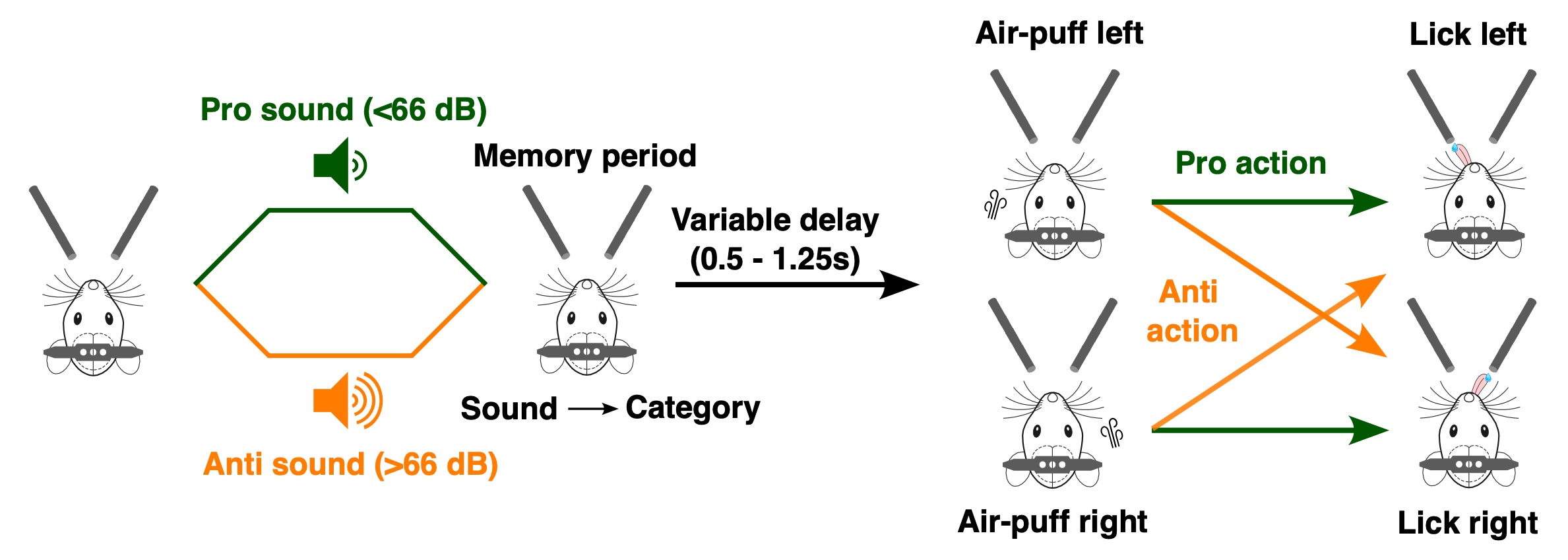 Schematic of two-step sound categorisation task. Head-fixed mice were presented with a white noise from a continuous range of amplitudes, with stimuli below the category boundary (66 dB) classified as Pro and above as Anti. After a variable delay (0.5 - 1.25 s), an air puff was delivered to the left or right whiskers. Pro trials required a lick response towards the air puff side, while Anti trials required a response away from it, generating four distinct trial types.