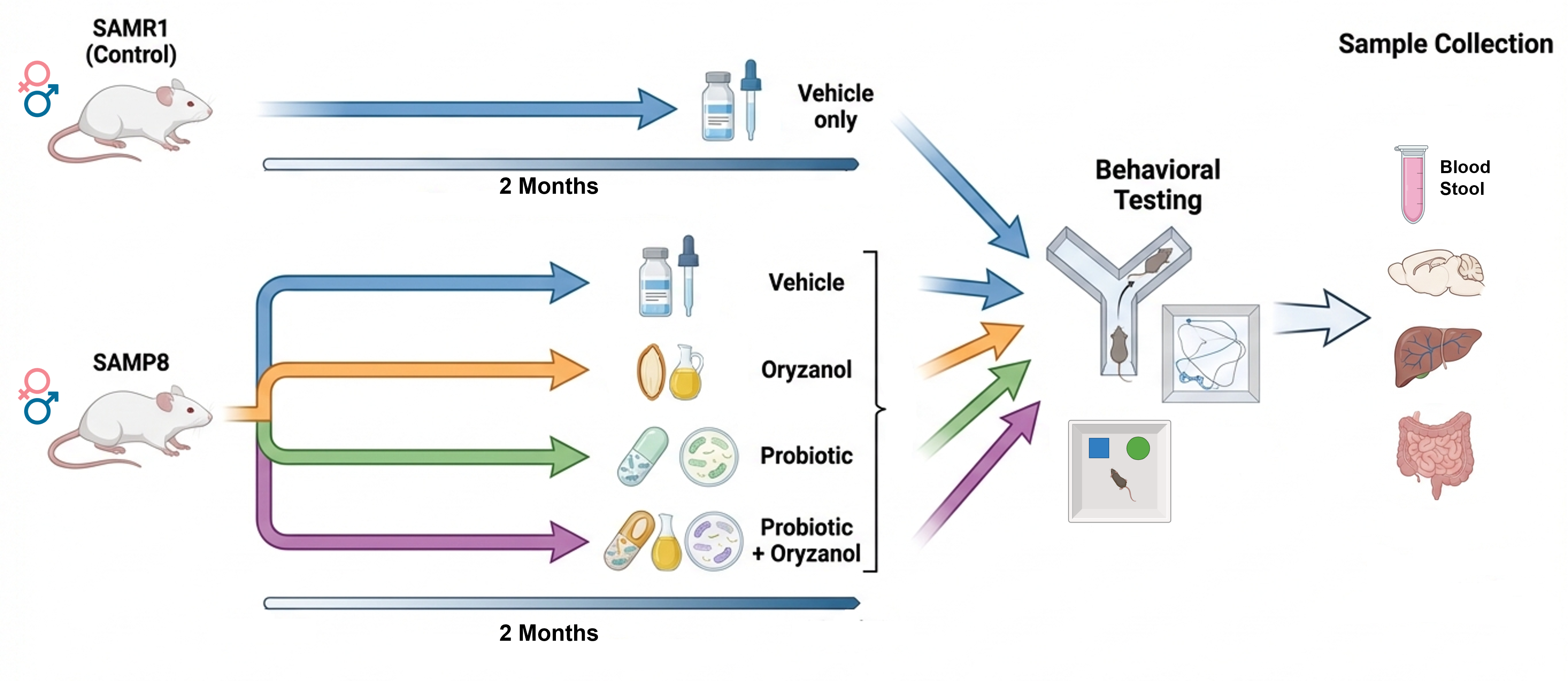 Schematic overview of the ORPHEA project. SAMP8 mice were treated for two months with vehicle, ORY, probiotics, or synbiotic formulation, while SAMR1 mice served as healthy controls. Following treatment, fecal samples were collected, behavioral tests were performed, and organs and blood were harvested.