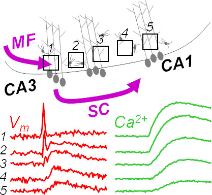 In the figure, Vm and Ca2+ transients following the stimulation of the CA3 region