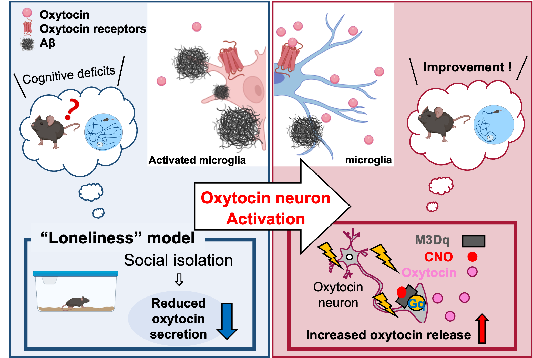 Loneliness exacerbates cognitive impairment and Aβ pathology in AD model mice, whereas activation of the Oxytocin system counteracts these effect
