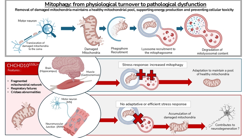 Mitophagy: from physiological turnover to pathological dysfunction. This graphical abstract first describes the main steps of physiological mitophagy in motor neurons. Damaged or low-energy mitochondria are retrogradely transported to the soma of the motor neuron, where they are recycled by mitophagy. Damaged mitochondria are recognized by the cell, triggering the recruitment of a phagophore. Once the mitochondrion is fully engulfed, the resulting mitophagosome fuses with a lysosome, leading to the degradation of its content within a mitolysosome. This process allows the removal of dysfunctional mitochondria, maintaining a healthy mitochondrial pool, supporting energy production, and preventing cellular toxicity. In CHCHD10 S59L/+ conditions, several ALS/FTD-related features are observed. At the cellular level, the mitochondrial network is fragmented, respiratory function is impaired, and cristae abnormalities are present. These defects are expected to activate the mitophagy pathway. This adaptive response is observed in high energy–demanding tissues such as the brain and skeletal muscle, where mitophagy is increased. However, in disease-relevant tissues such as motor neurons and neuromuscular junctions, mitophagy appears to be impaired. This lack of an adaptive stress response leads to the accumulation of damaged mitochondria and may contribute to neurodegeneration.