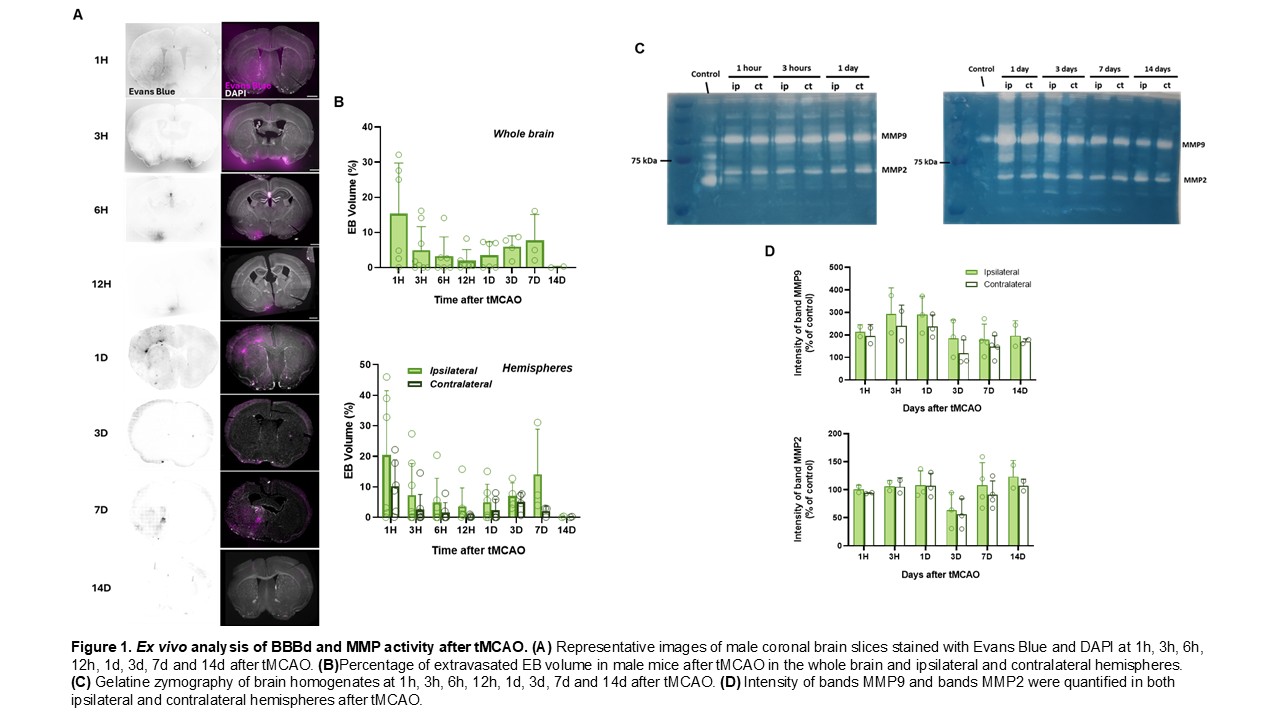 Representative images of male coronal brain slices stained with Evans Blue and DAPI at 1h, 3h, 6h, 12h, 1d, 3d, 7d and 14d after tMCAO with the quantification of the extravasated EB volume in the brain. Gelatine zymography of brain homogenates at 1h, 3h, 6h, 12h, 1d, 3d, 7d and 14d after tMCAO and the quantification of the intensity of MMP9 anf MMP2 bands.