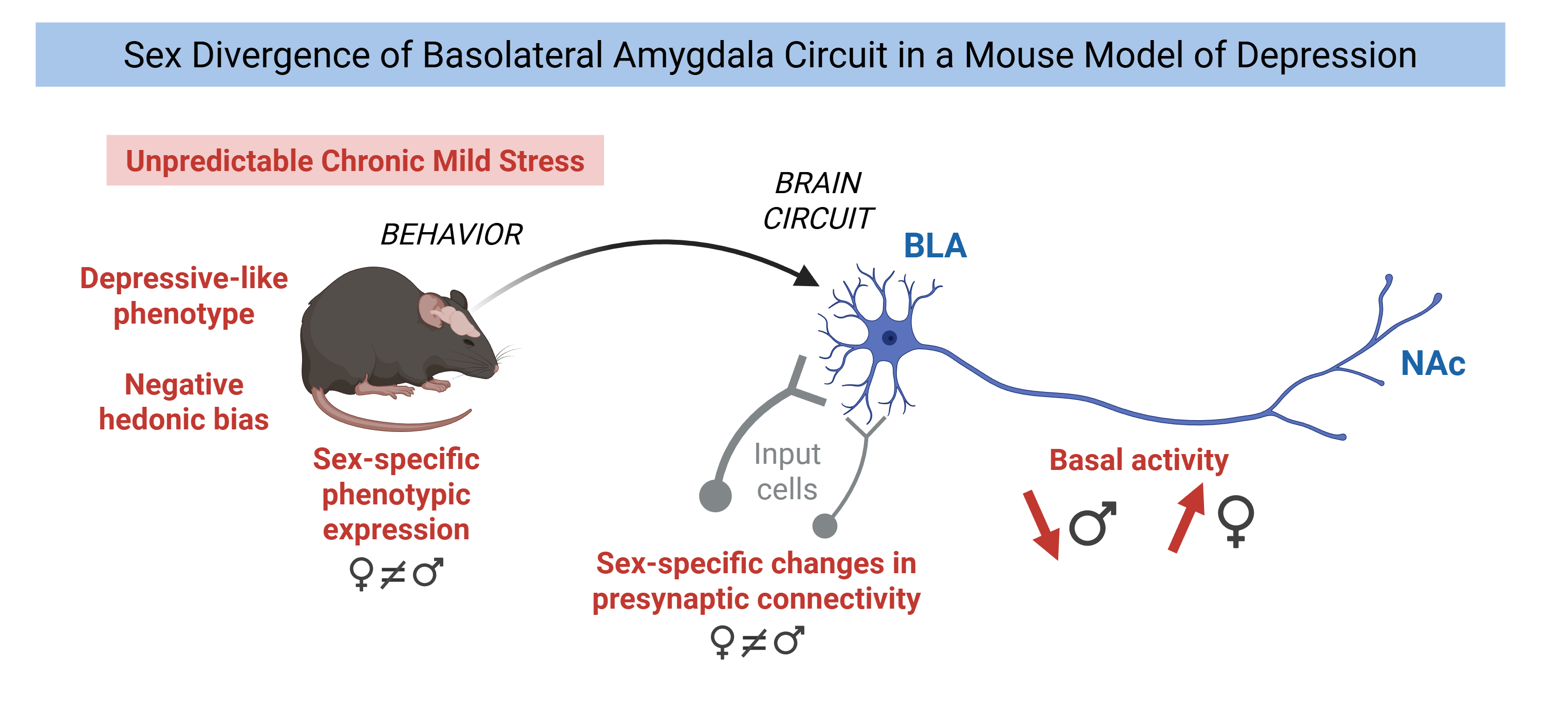 This graphical abstract shows that the UCMS (Unpredictable Chronic Mild Stress) model of depression induces a sex-specific depressive-like phenotype associated with a negative hedonic bias. Interestingly, opposite changes in the BLA-to-NAc pathway in male vs female mice could underlie the observed behavioral sex differences.