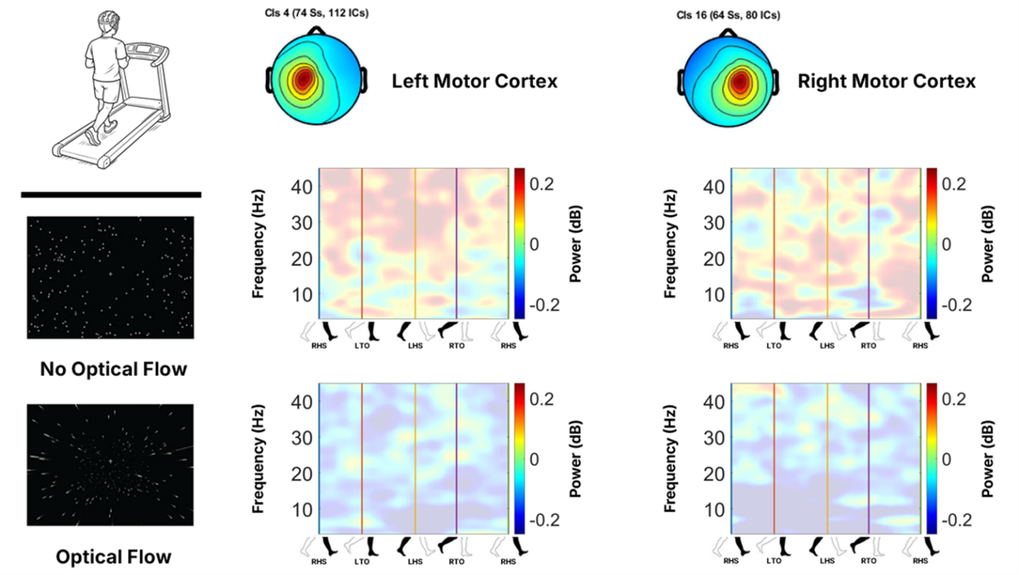  Left panels show an illustration of the paradigm. Top panels show the mean scalp projection of two independent-component (IC) clusters localized to motor cortex (left column: left motor cortex cluster; right column: right motor cortex cluster). Each time–frequency panel displays the Walk with Optical Flow perturbation minus No Optical Flow perturbation contrast as a log power ratio computed after normalization to a common baseline (baseline window spanning the full gait cycle). Warm colors indicate higher power during Walk with Optical Flow perturbation than No Optical Flow perturbation, whereas cool colors indicate lower power during Walk with Optical Flow perturbation than No Optical Flow perturbation. The top row shows participants with high APS2, and the bottom row shows participants with low APS2. Frequency range is 3–45 Hz. Vertical lines mark the mean gait-event timings within the normalized gait cycle (RHS: Right Heel Strike, LTO: Left Toe Off, LHS: Left Heel Strike, RTO: Right ToeOff). 