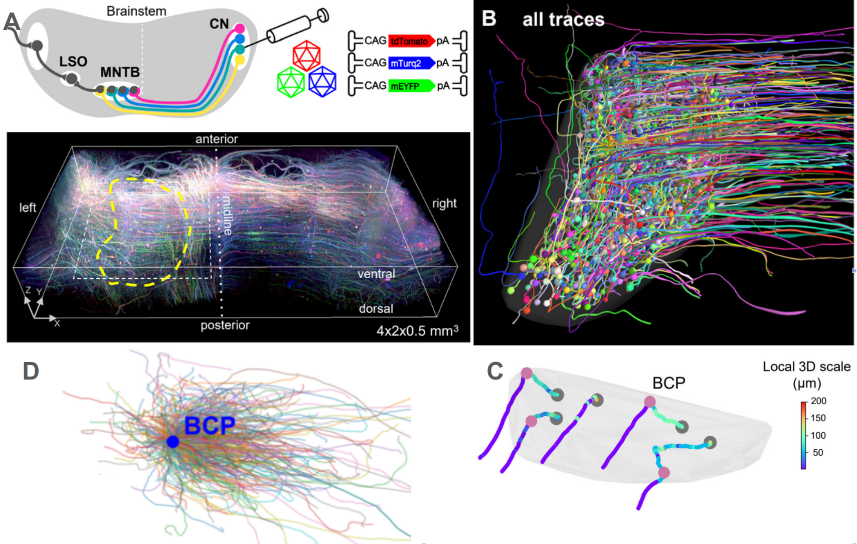Illustration of the experimental methods, the data, and the extracted neuron traces
