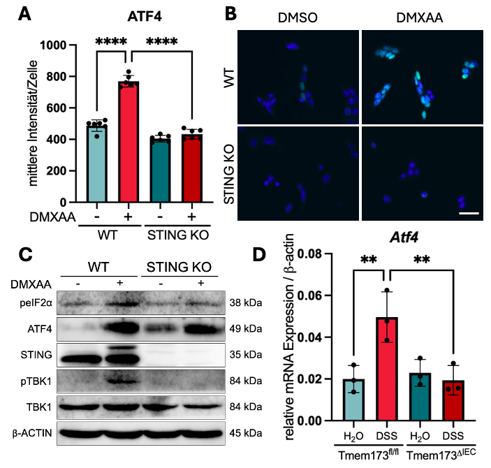 Abbildung 2 A) ATF4-Immunfluoreszenz je Mode-K-Zelle nach 1 h DMXAA (100 µg/ml) vs. DMSO, quantifiziert mit ImageJ; DAPI. B) Repräsentative Bilder, Maßstab = 50 µm. C) Western Blot: WT- und STING-KO-Zellen nach 3 h DMXAA (100µg/ml) oder DMSO. D) RT-qPCR: Kolon von n=3 WT- oder Tmem173ΔIEC-Mäusen nach DSS (2 %, 5 d) oder H₂O. Statistik: one way ANOVA, **** = p < 0,0001; ** = p < 0,01.