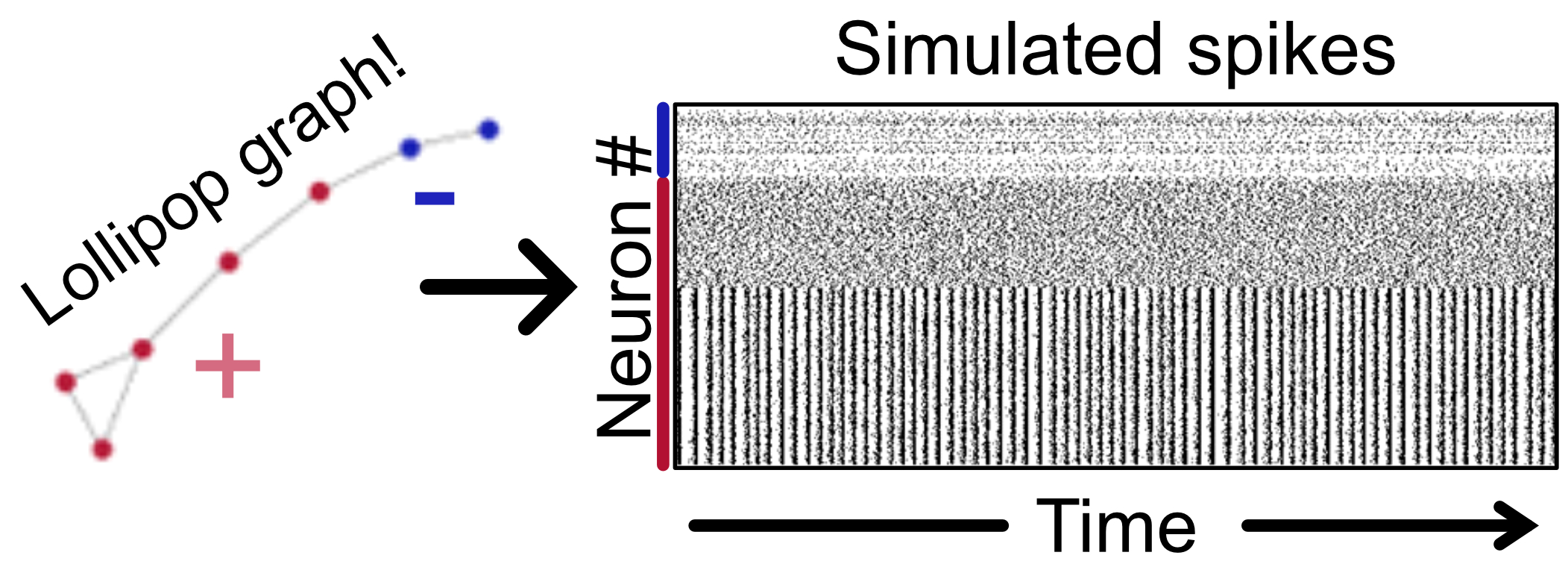Example network topology (lollipop shape graph) inputted to network simulation. Simplified depiction of network (7 nodes) shown in lollipop but 1000 neurons were simulated over 100 s.