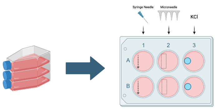 Schematic illustration of an in vitro CSD model using syringe needle manipulation, microneedle scratching, and potassium chloride (KCl) application in differentiated SH-SY5Y neurons