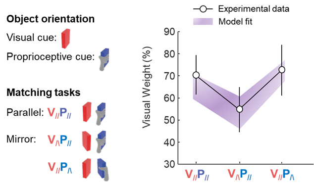 Experimental paradigm and main result