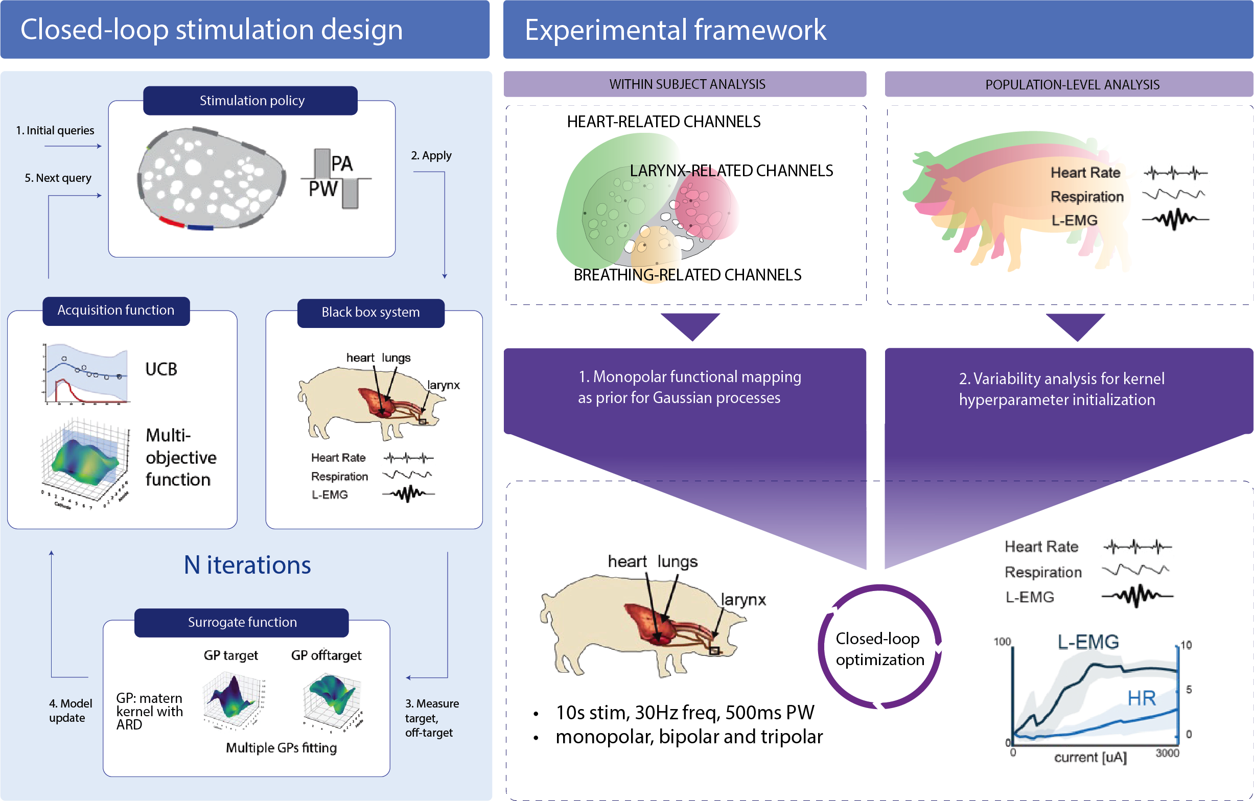 The image illustrates the experimental framework of Gaussian process–based Bayesian optimization. The approach follows a closed-loop stimulation paradigm: an initial stimulation is applied, physiological responses are recorded—including heart rate, breathing rate, and laryngeal electromyography (EMG)—and Gaussian process models are fitted to these signals. A selectivity function is then used to update the model parameters, and new stimulation settings are proposed using an upper confidence bound (UCB) acquisition function. The figure also depicts the overall optimization framework. First, a prior is established by identifying potential functional vagotopic organization through monopolar stimulation within the nerve, based on a targeted set of vagus-associated physiological readouts (heart rate, breathing rate, and laryngeal activity). Second, the feasibility of transferring informative data from previous in vivo experiments is evaluated to initialize the optimization process, thereby improving convergence.