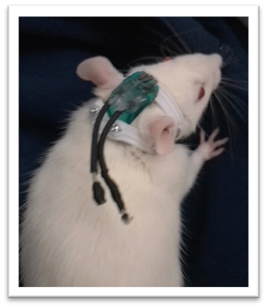 Rat wearing the photobiomodulation helmet.