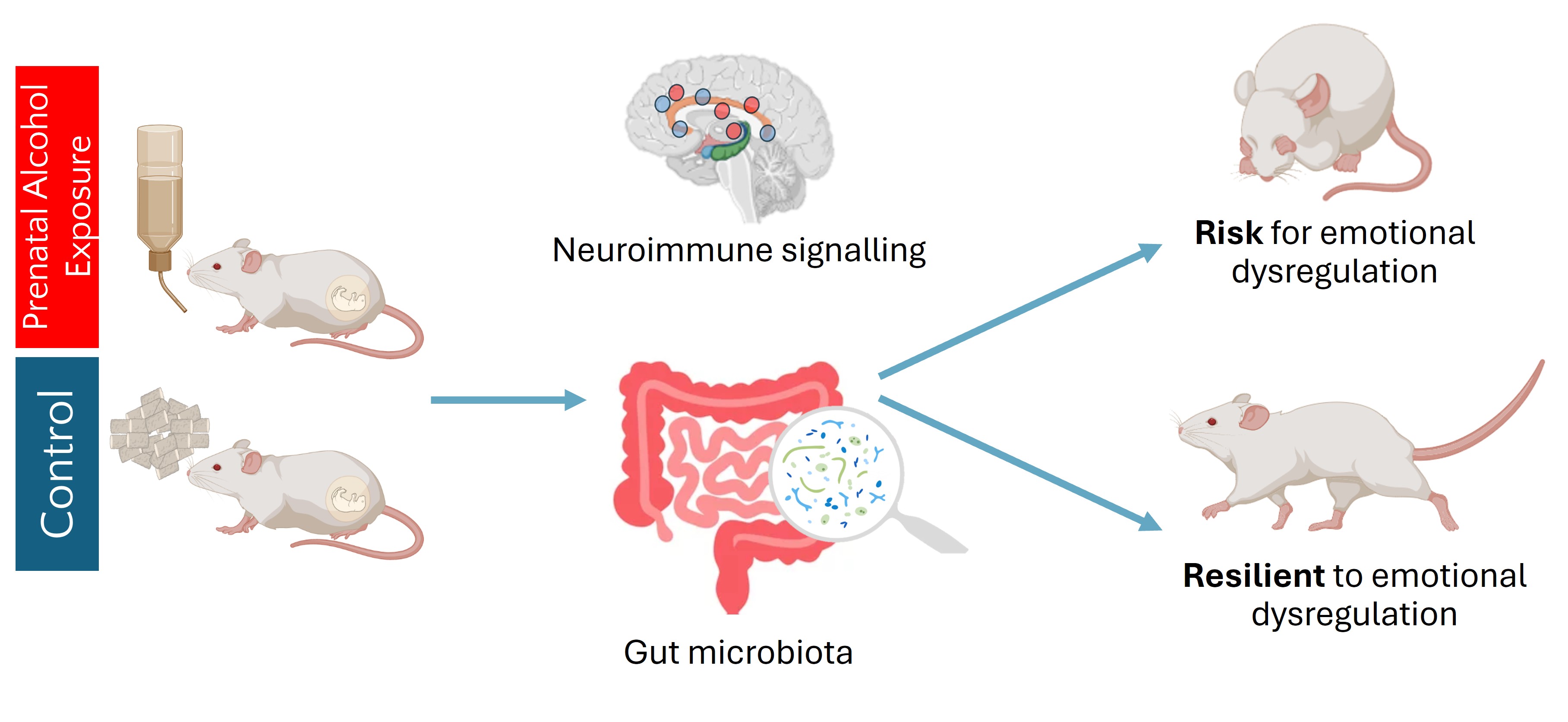 How the gut-brain axis contributes to emotional dysregulation in prenatal alcohol exposed animals