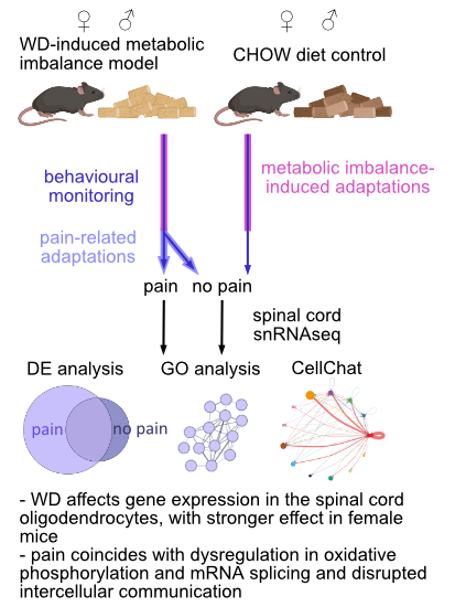 Metabolic imbalances are induced in female and male mice by Wester Diet supplementation. Mice are subjected to behavioural monitoring and their metabolic imbalance-induced and pain-related adaptations are investigated by spinal cold snRNAseq. Differential gene expression analysis, GO analysis and intercellular communication analysis shows disruptions in spinal cord oligodendrocytes that coincide with Western diet supplementation and pain.
