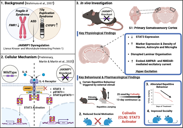 Figure 1. Summary of JAKMIP1-linked cellular and in vivo phenotypes. (1) Background: JAKMIP1 is commonly dysregulated across syndromic ASD models and idiopathic ASD datasets. (2) Cellular mechanism (preliminary): In human neuronal cells, JAKMIP1 localises near the IL-6 receptor complex and JAKMIP1 deficiency is associated with reduced STAT3 and pSTAT3 levels, while the core STAT3 activation machinery remains intact. (3) In vivo investigation: In the primary somatosensory cortex (S1), JAKMIP1 knockout mice show reduced STAT3 expression, increased neuronal, astrocytic and microglial marker expression and density, disrupted laminar organisation, and enhanced evoked AMPAR- and NMDAR-mediated excitatory currents, consistent with cortical hyperexcitability. Behaviourally, JAKMIP1 knockout mice display stimulus-evoked repetitive jumping and reduced social motivation. Repeated low-dose intraperitoneal administration of the STAT3 activator Colivelin (13 days) partially alleviates these behavioural phenotypes.