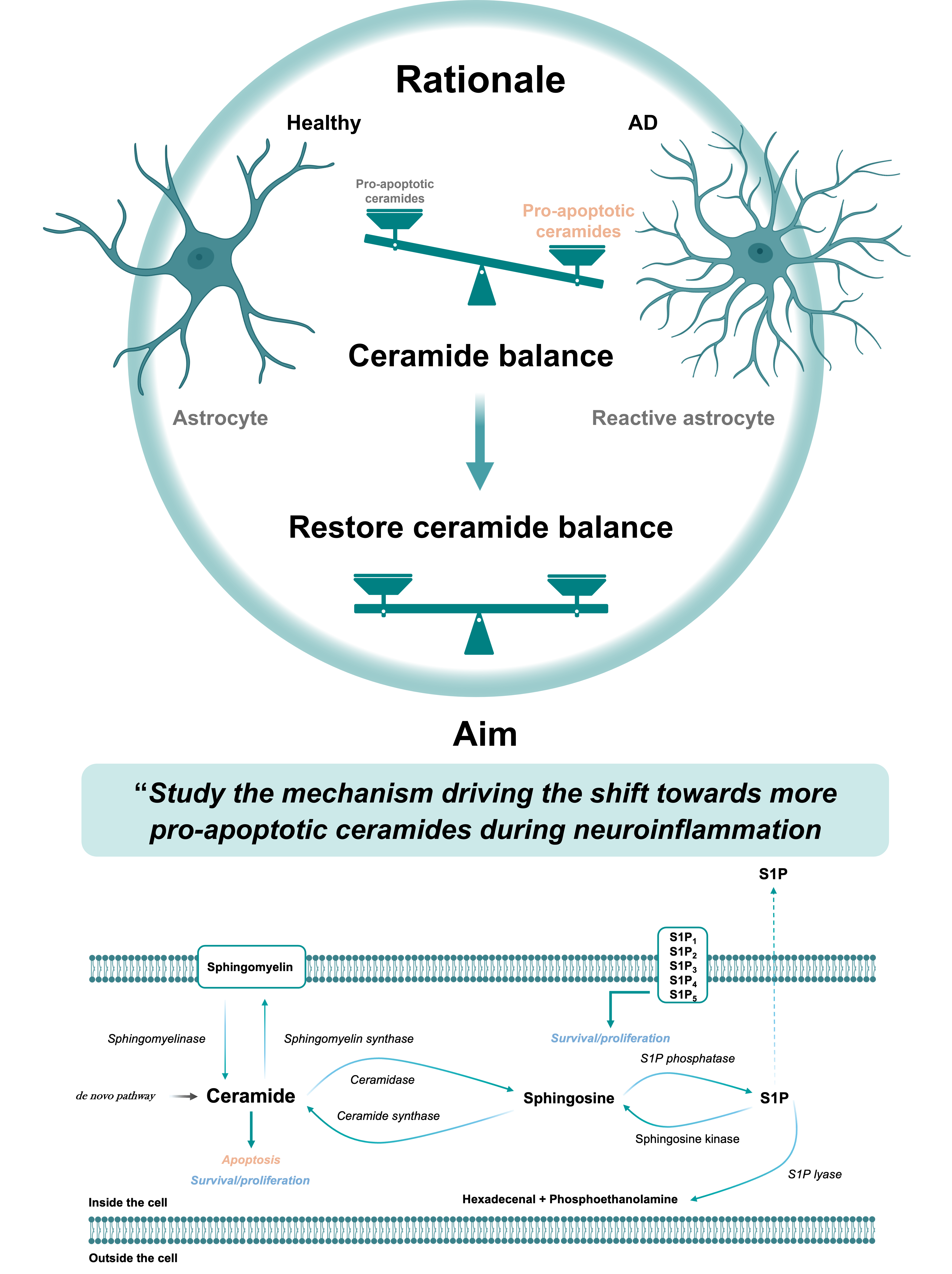 Figure 1. This image includes the rationale and aim of the project (described in more detail in the abstract) along with an overview of the sphingolipid (SL) pathway. Ceramides are the central molecules of the complex sphingolipid biology, and they can be generated via the de novo pathway, the salvage pathway from sphingosine or the sphingomyelinase pathway by hydrolysis of sphingomyelin. The many different components of the SL metabolism are involved in key cellular processes such as survival, proliferation and apoptosis.