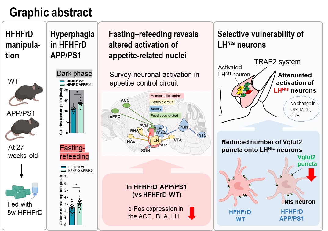 Graphic abstract illustrating the experimental design and key findings of the study. From left to right: Wild-type (WT) and APP/PS1 transgenic mice were exposed to a high-fat-high-fructose diet (HFHFrD) for 8 weeks starting at 27 weeks of age. HFHFrD APP/PS1 mice show increased caloric intake during the dark phase and following fastin-refeeding compared with HFHFrD WT mice. A schematic of the appetite-control circuit highlights reduced c-Fos expression in the anterior cingulate cortex (ACC), basolateral amygdala (BLA), and lateral hypothalamus (LH) of HFHFrD APP/PS1 mice. The right panel depicts selective vulnerability of lateral hypothalamic neurotensin (LHNts) neurons, showing attenuated activation without changes in orexin, melanin-concentrating hormone, or corticotropin-releasing hormone neurons, and a reduced number of Vglut2 puncta onto LHNts neurons in HFHFrD APP/PS1 mice compared with WT controls.