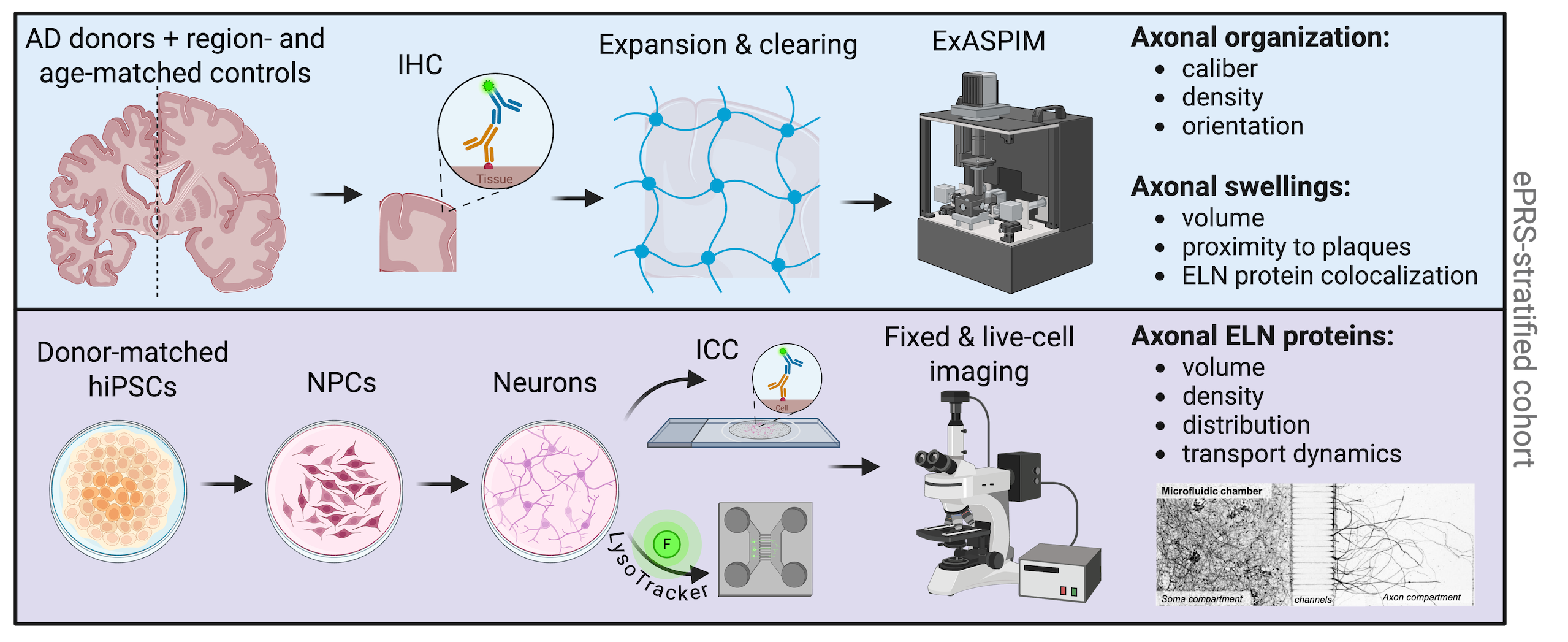 Schematic representation of methods described in abstract. Made with BioRender.